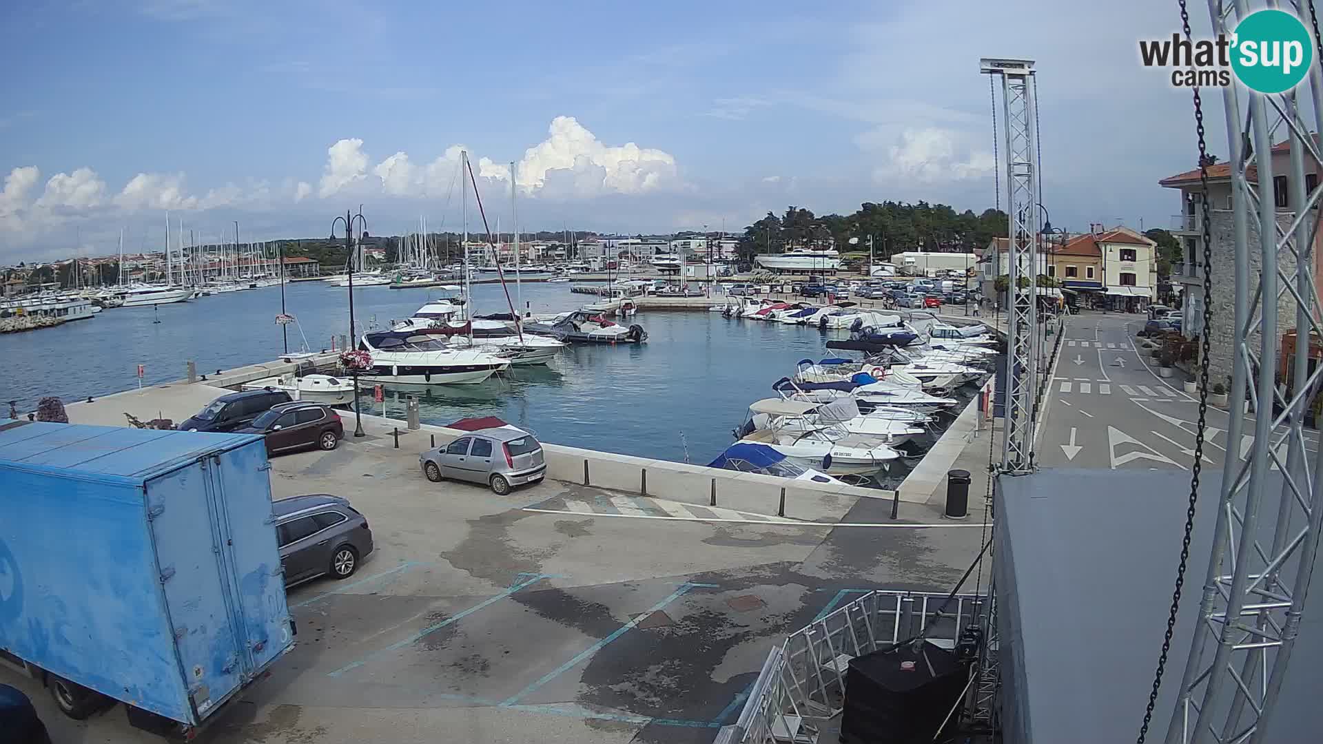 Novigrad | Porporela marina
