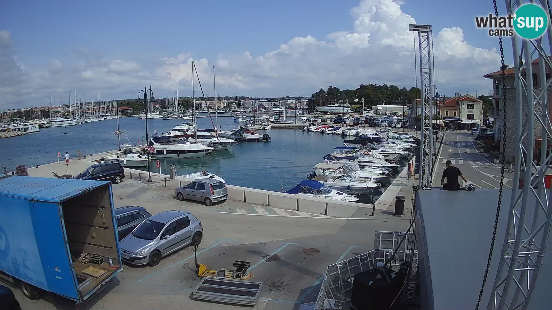 Novigrad | Porporela marina