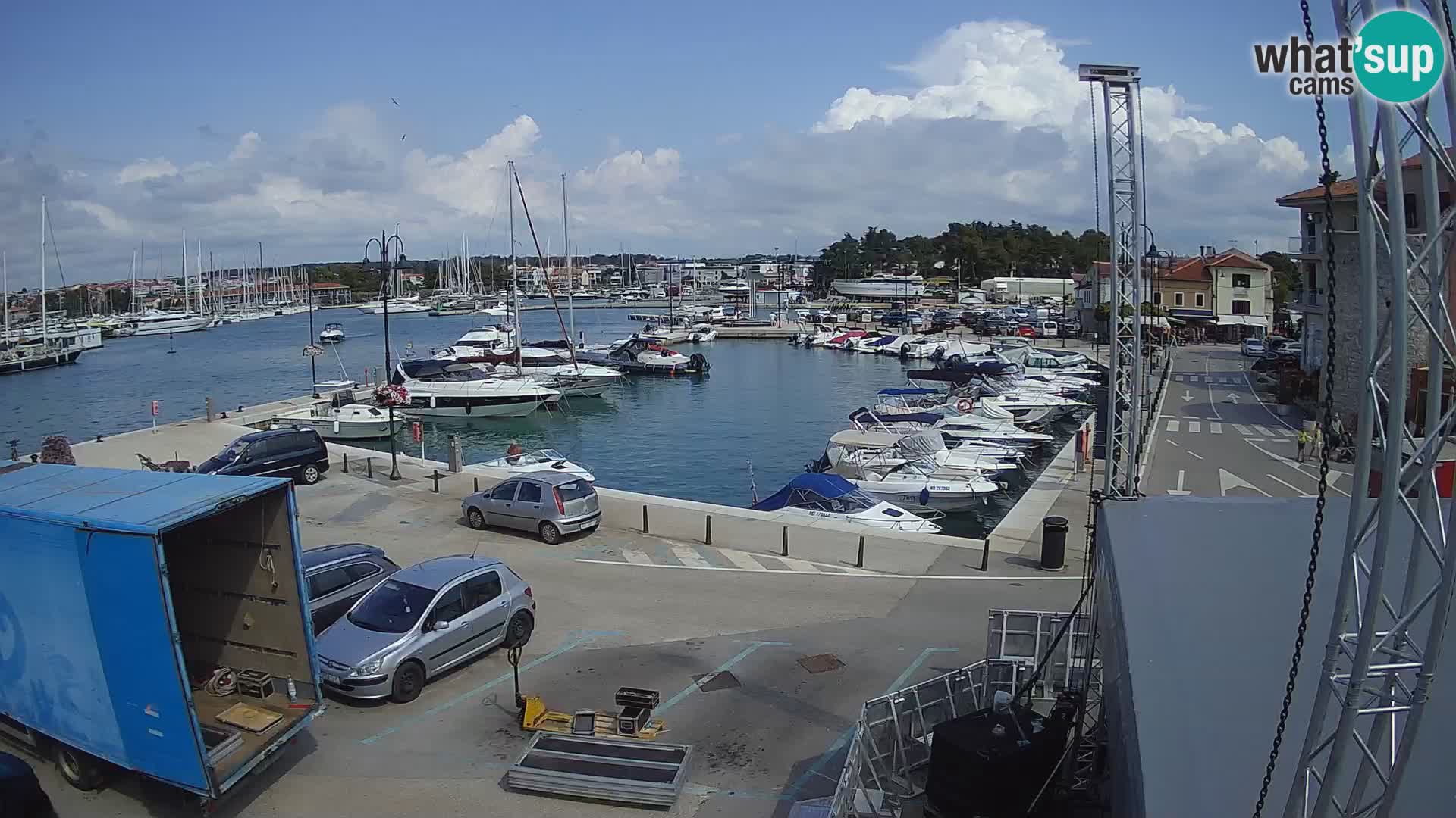 Novigrad | Porporela marina
