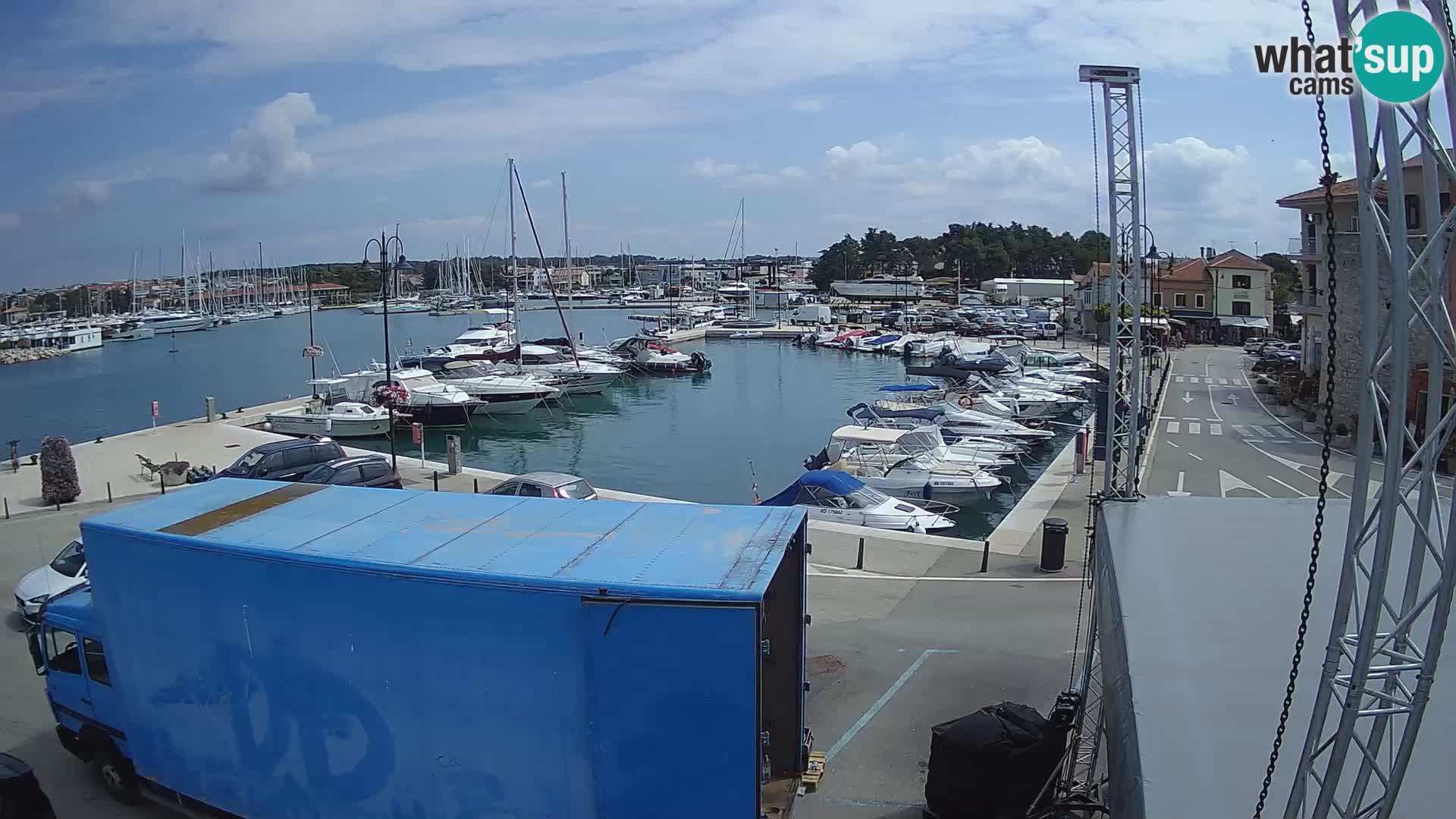 Novigrad | Porporela marina