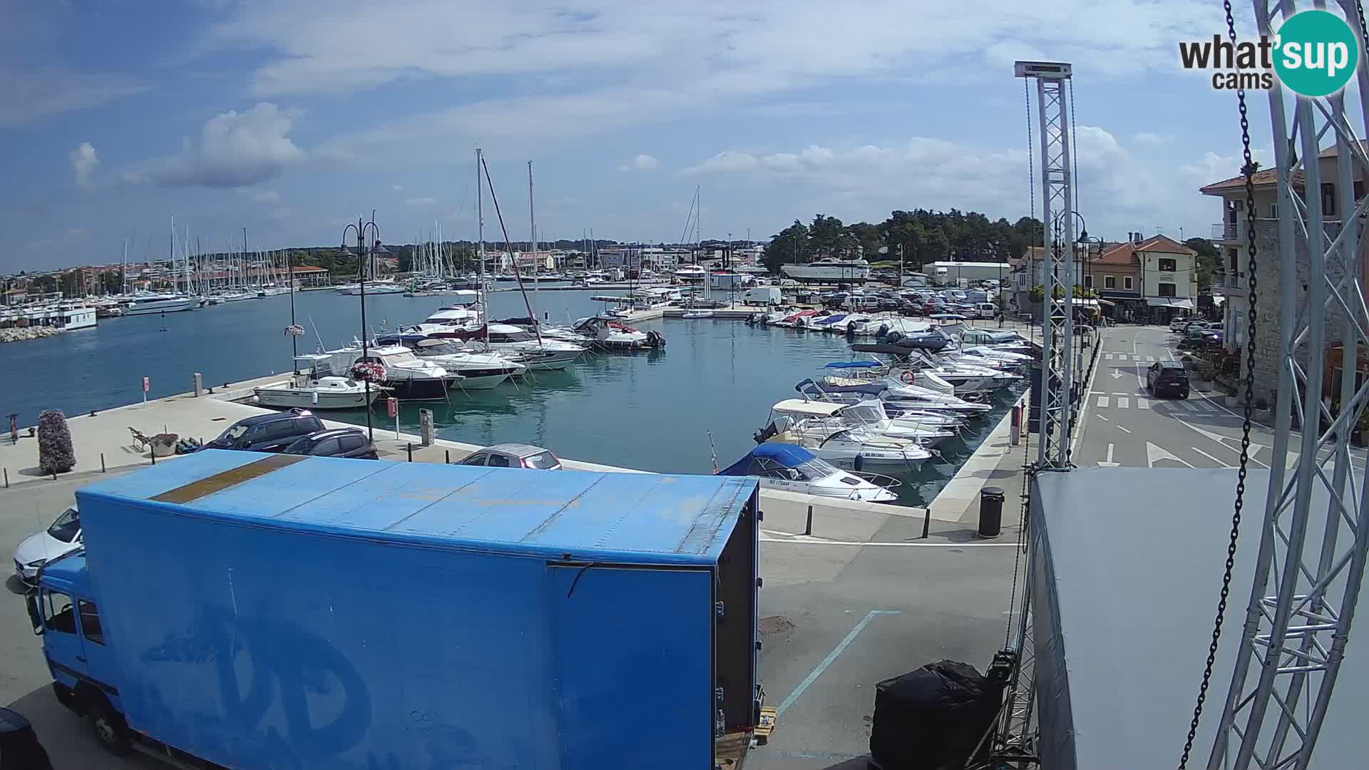 Novigrad | Porporela marina
