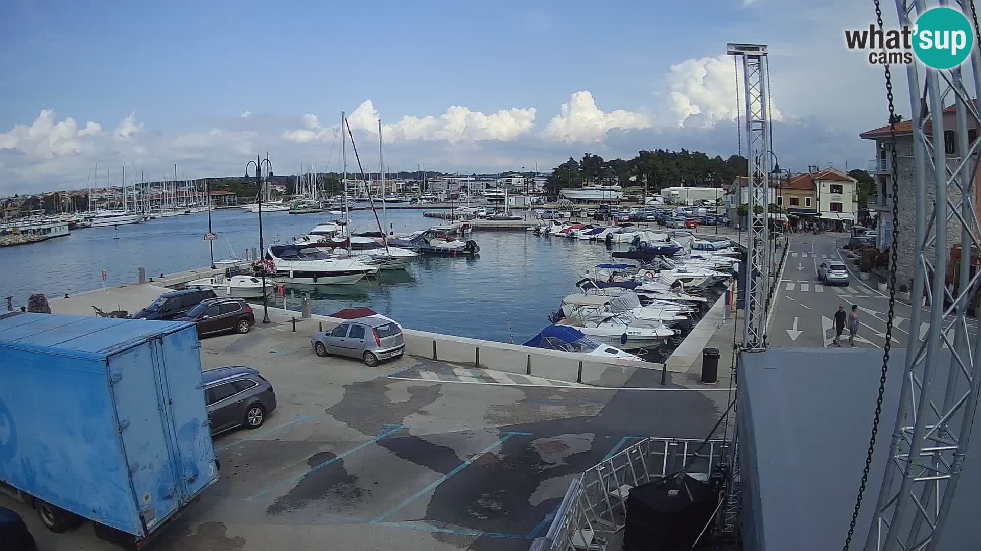 Novigrad | Porporela marina