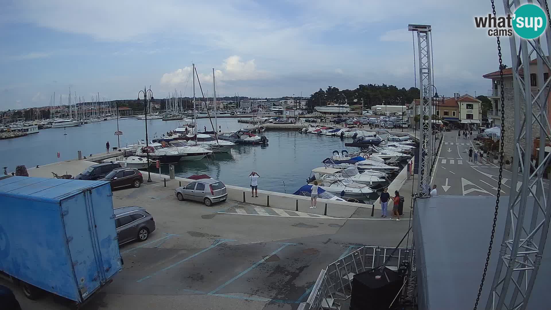 Novigrad | Porporela marina
