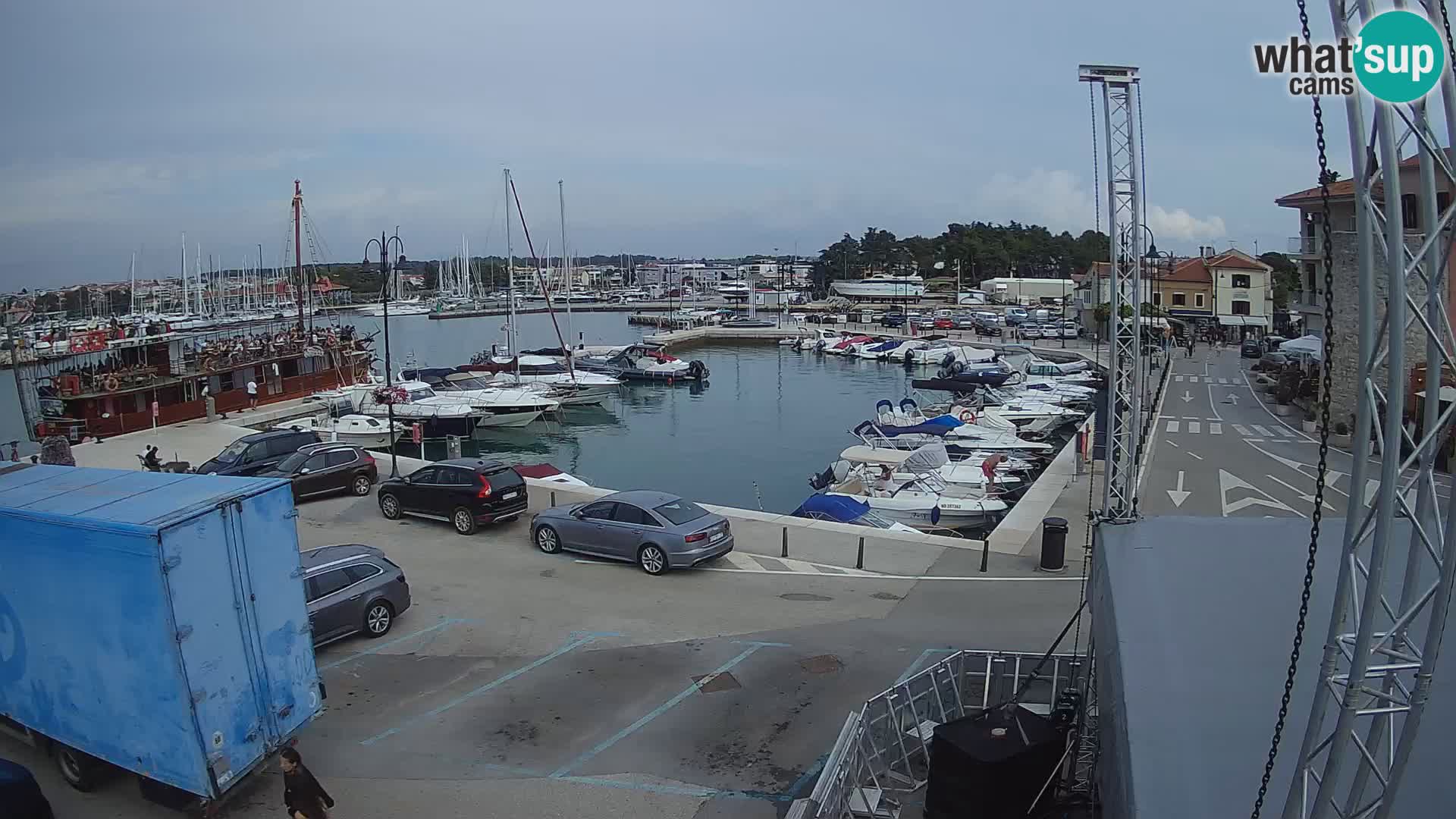 Novigrad | Porporela marina