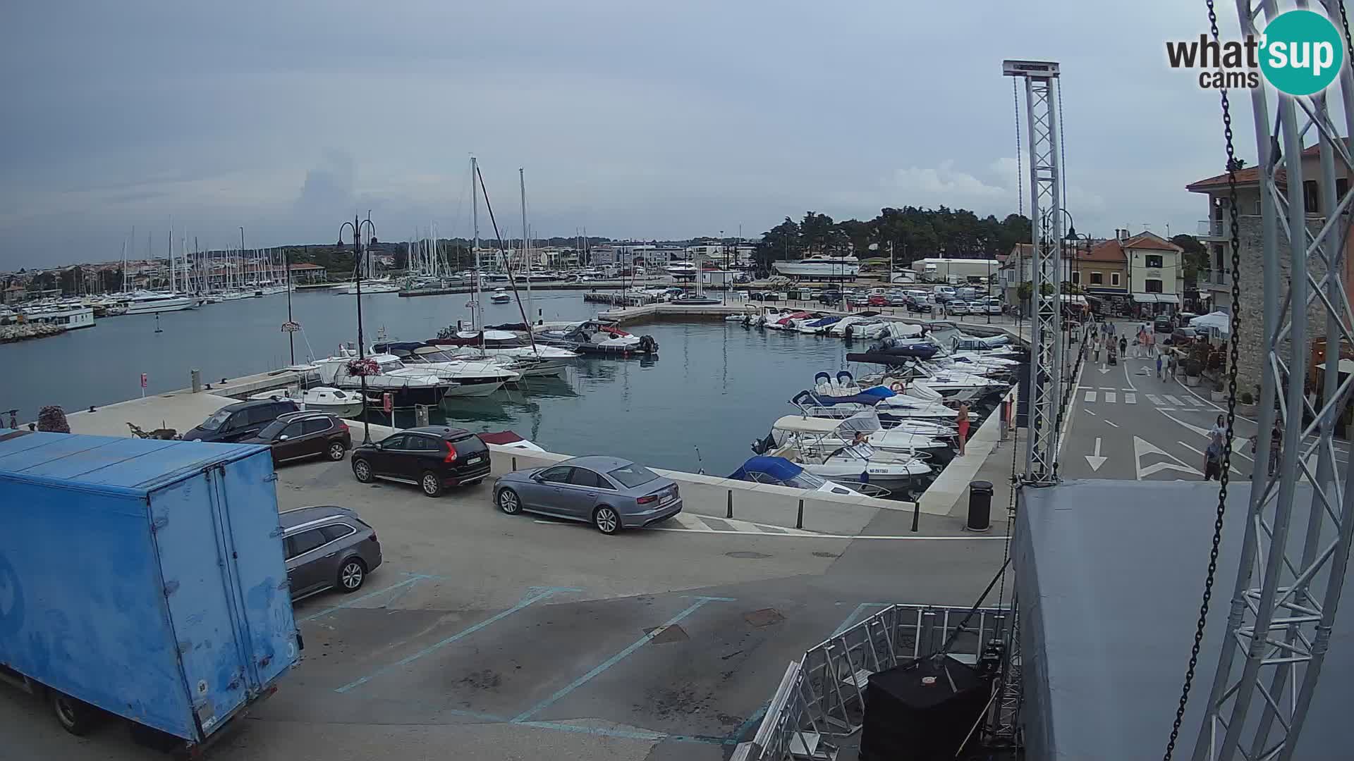 Novigrad | Porporela marina