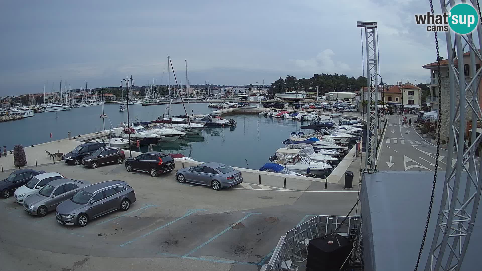 Novigrad | Porporela marina