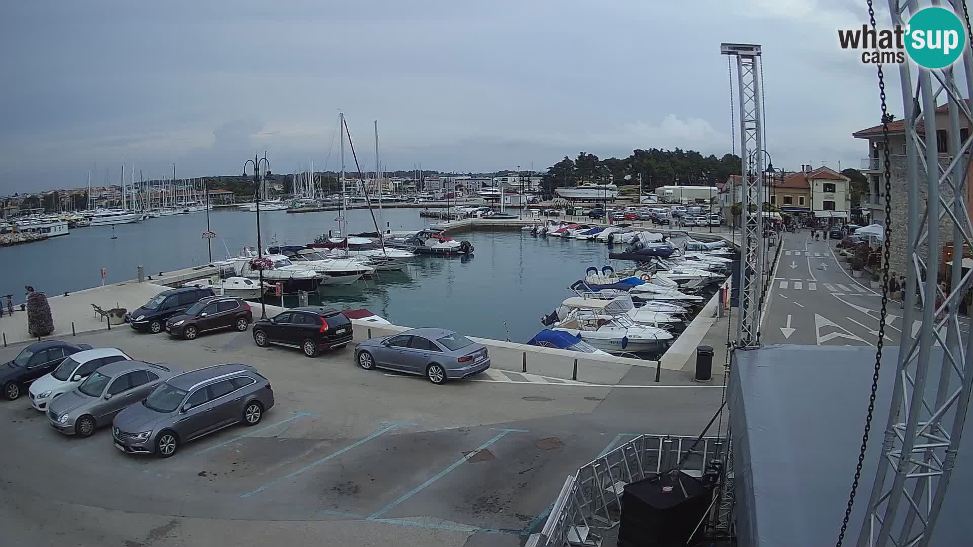 Novigrad | Porporela marina