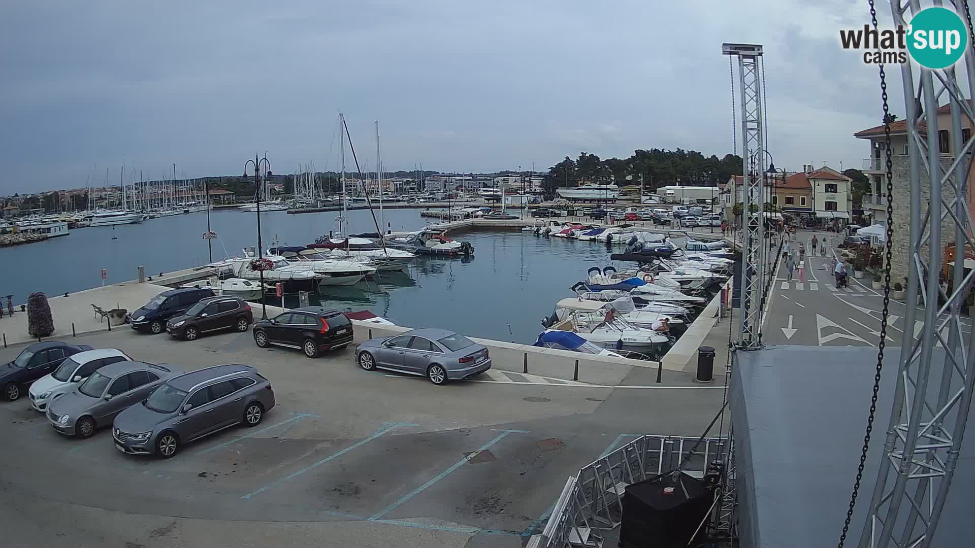 Novigrad | Porporela marina