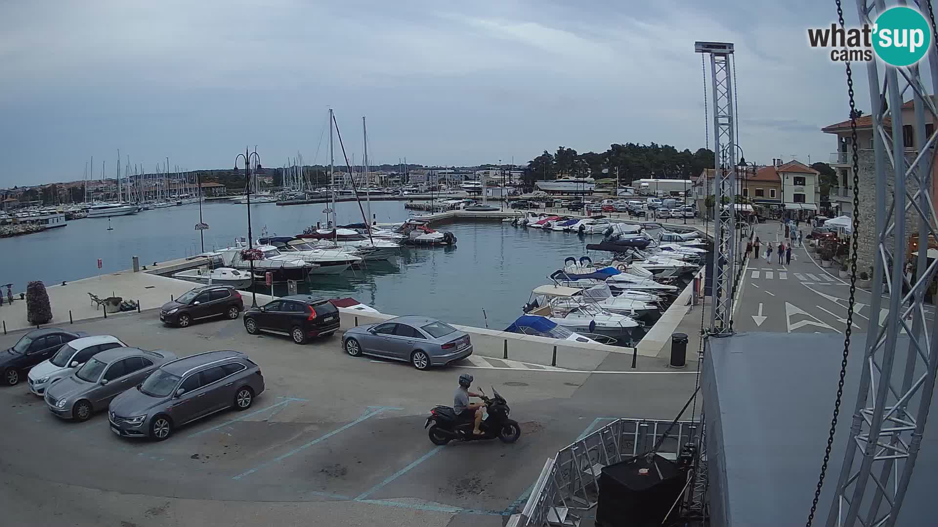 Novigrad | Porporela marina