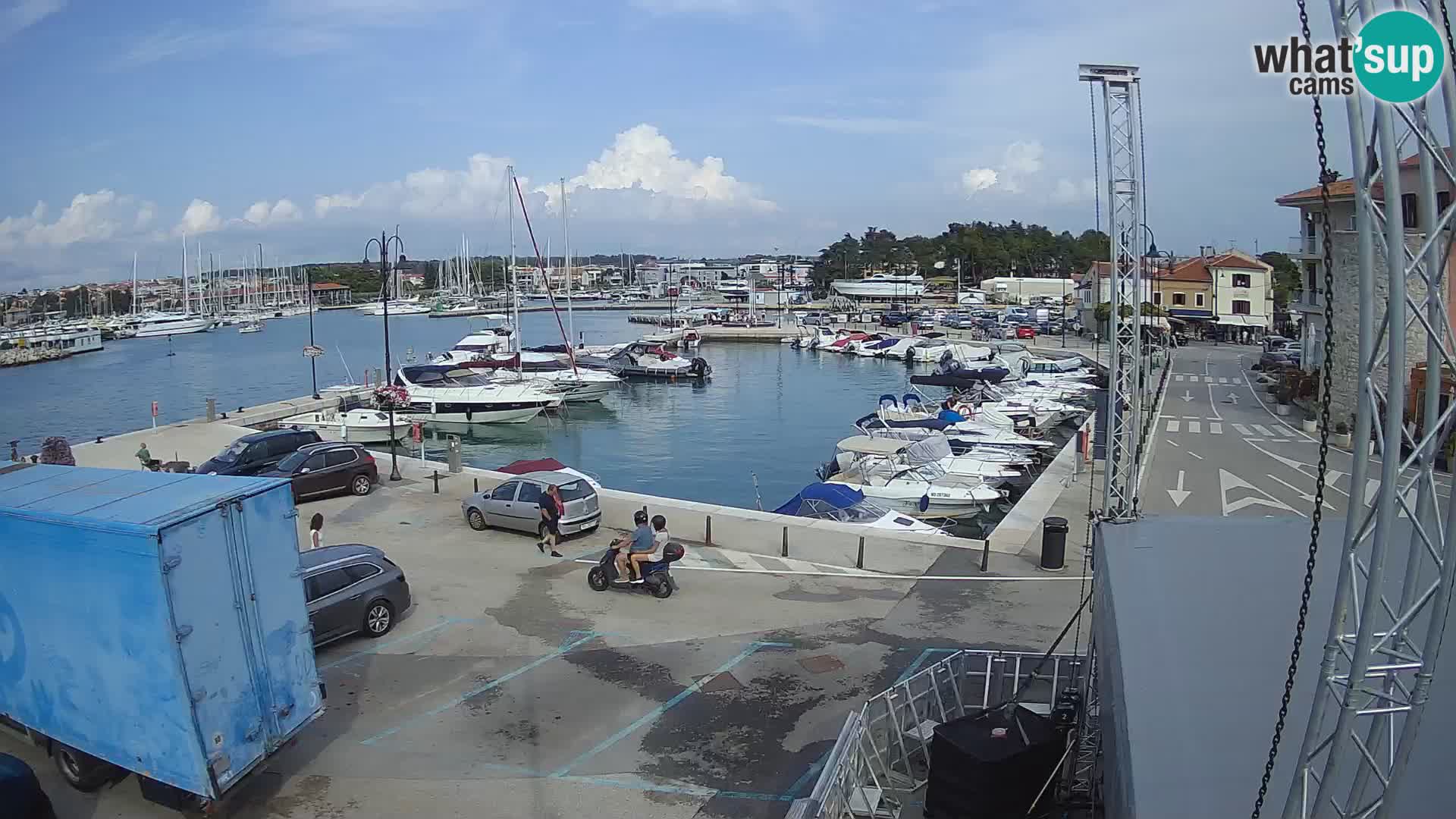 Novigrad | Porporela marina