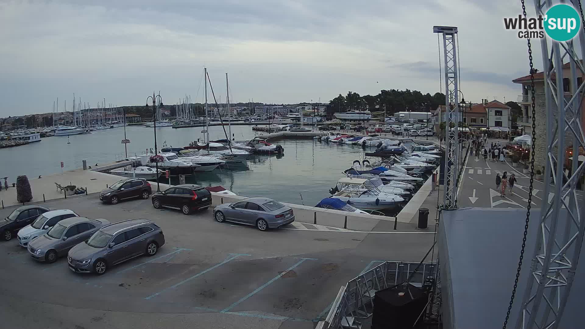 Novigrad | Porporela marina