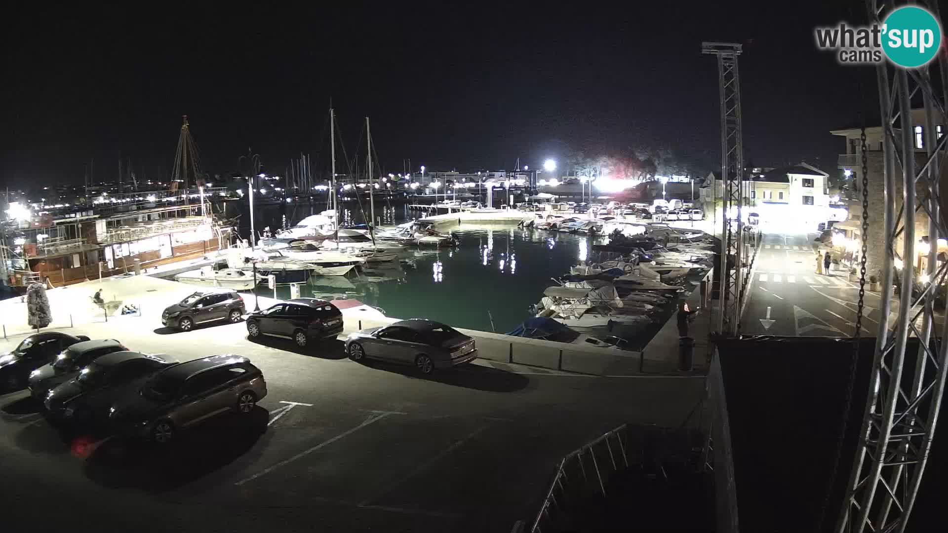 Novigrad | Porporela marina