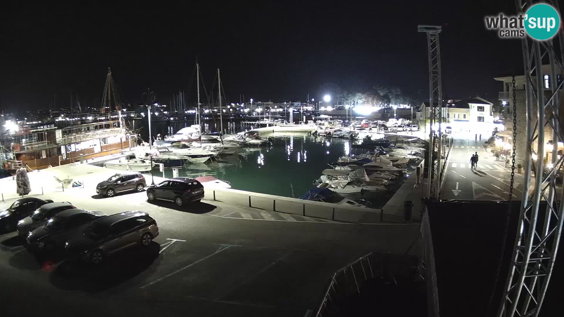 Novigrad | Porporela marina