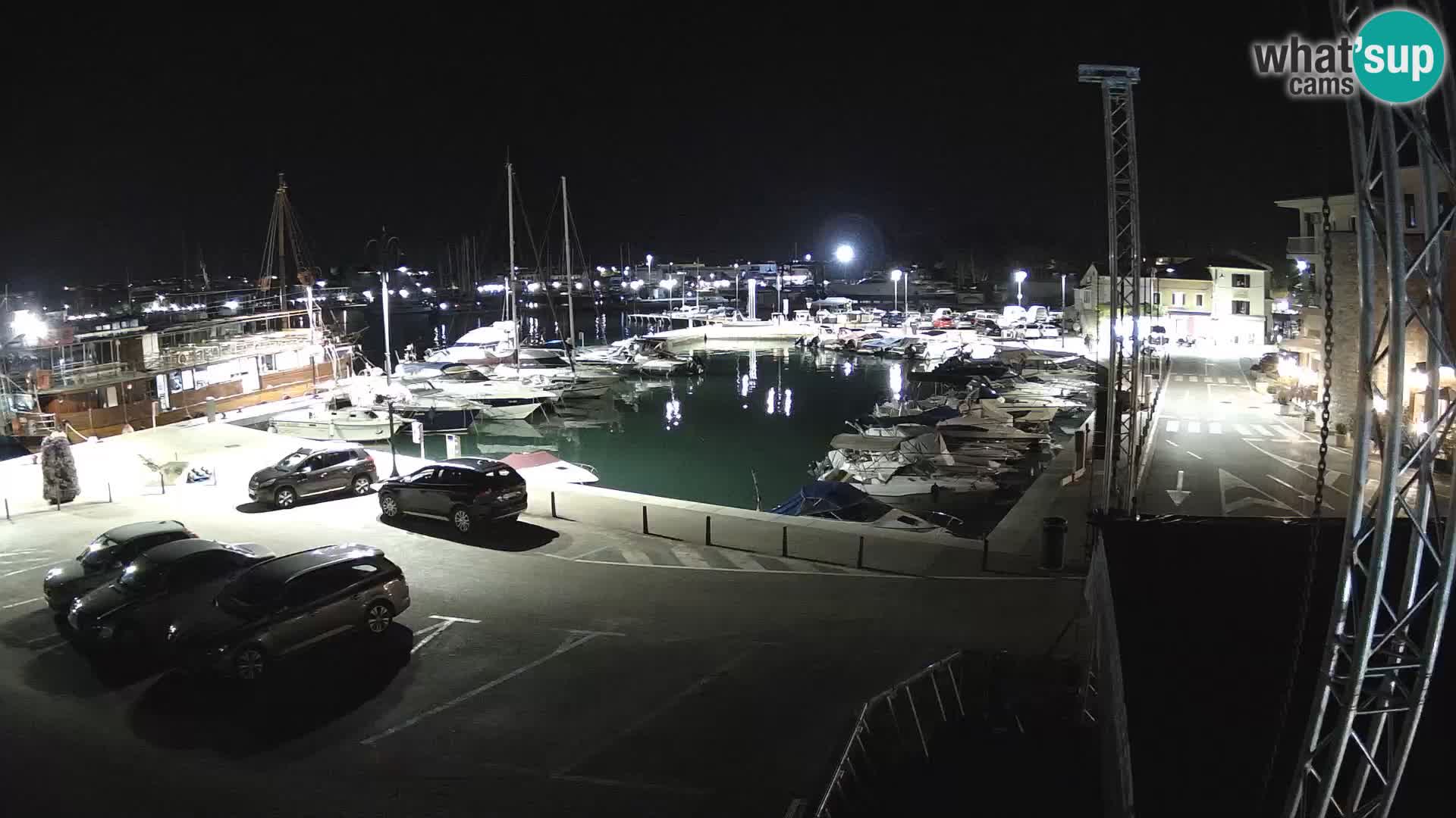Novigrad | Porporela marina