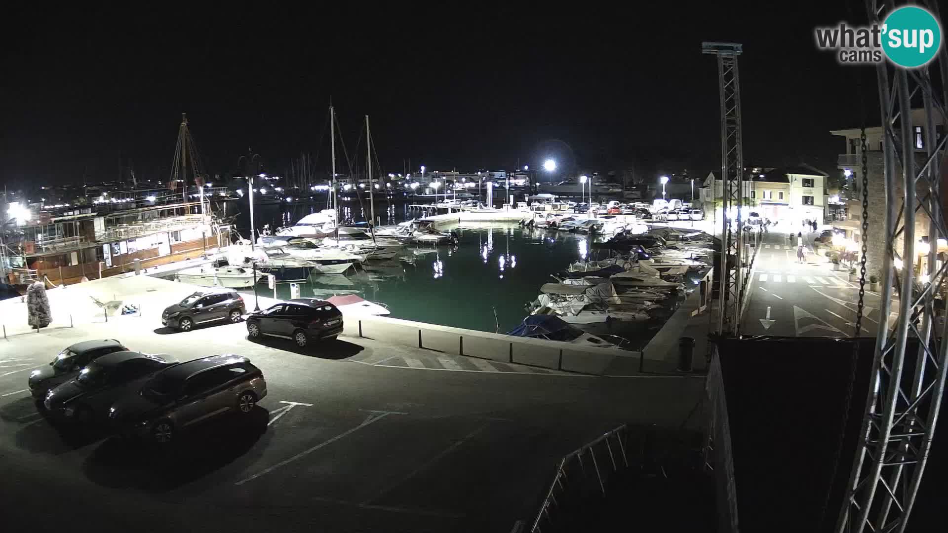 Novigrad | Porporela marina