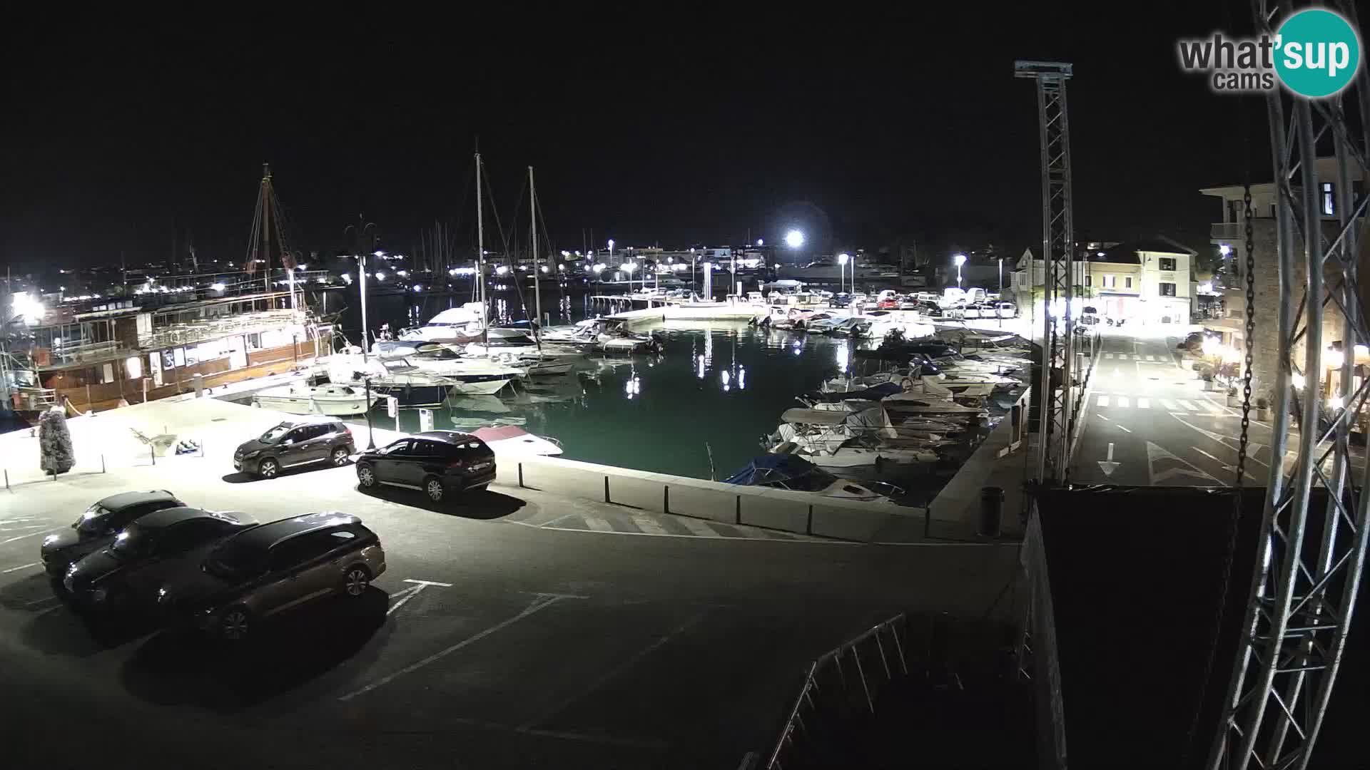 Novigrad | Porporela marina
