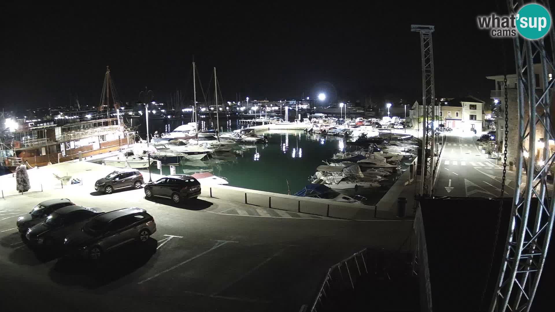 Novigrad | Porporela marina