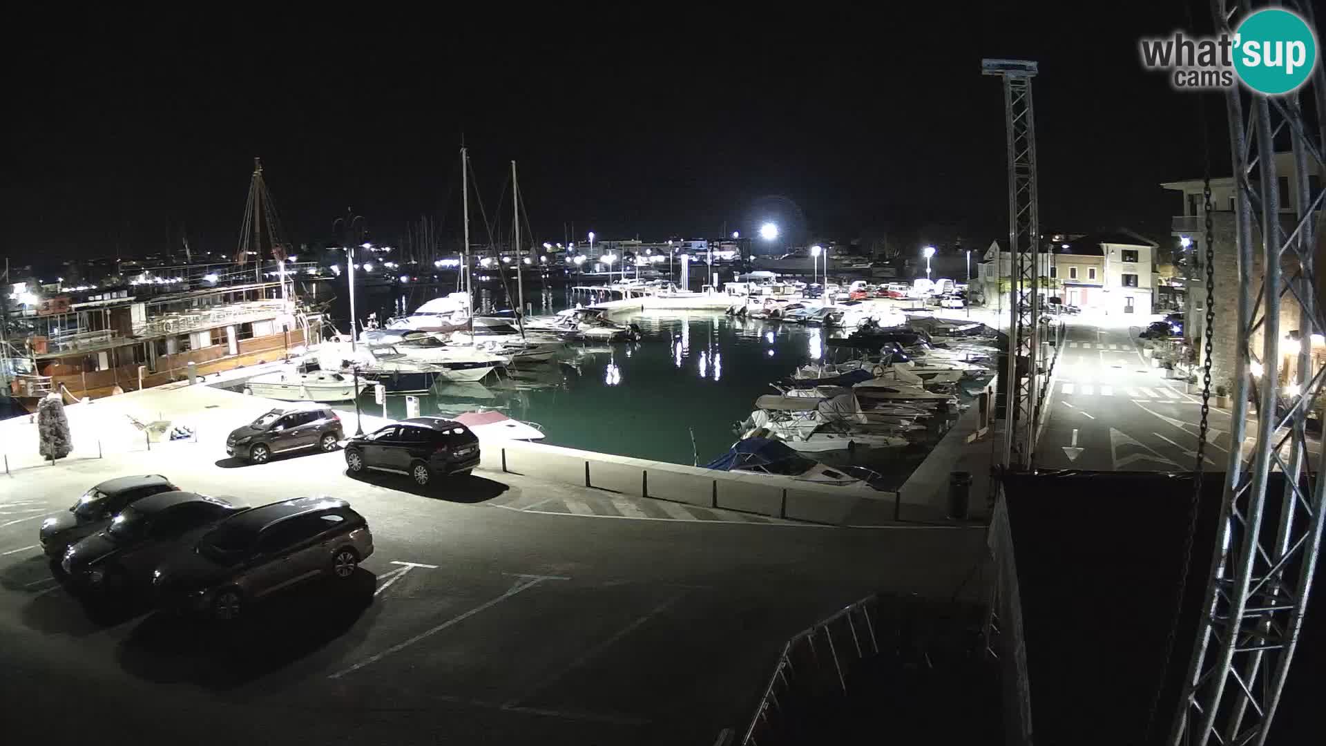 Novigrad | Porporela marina
