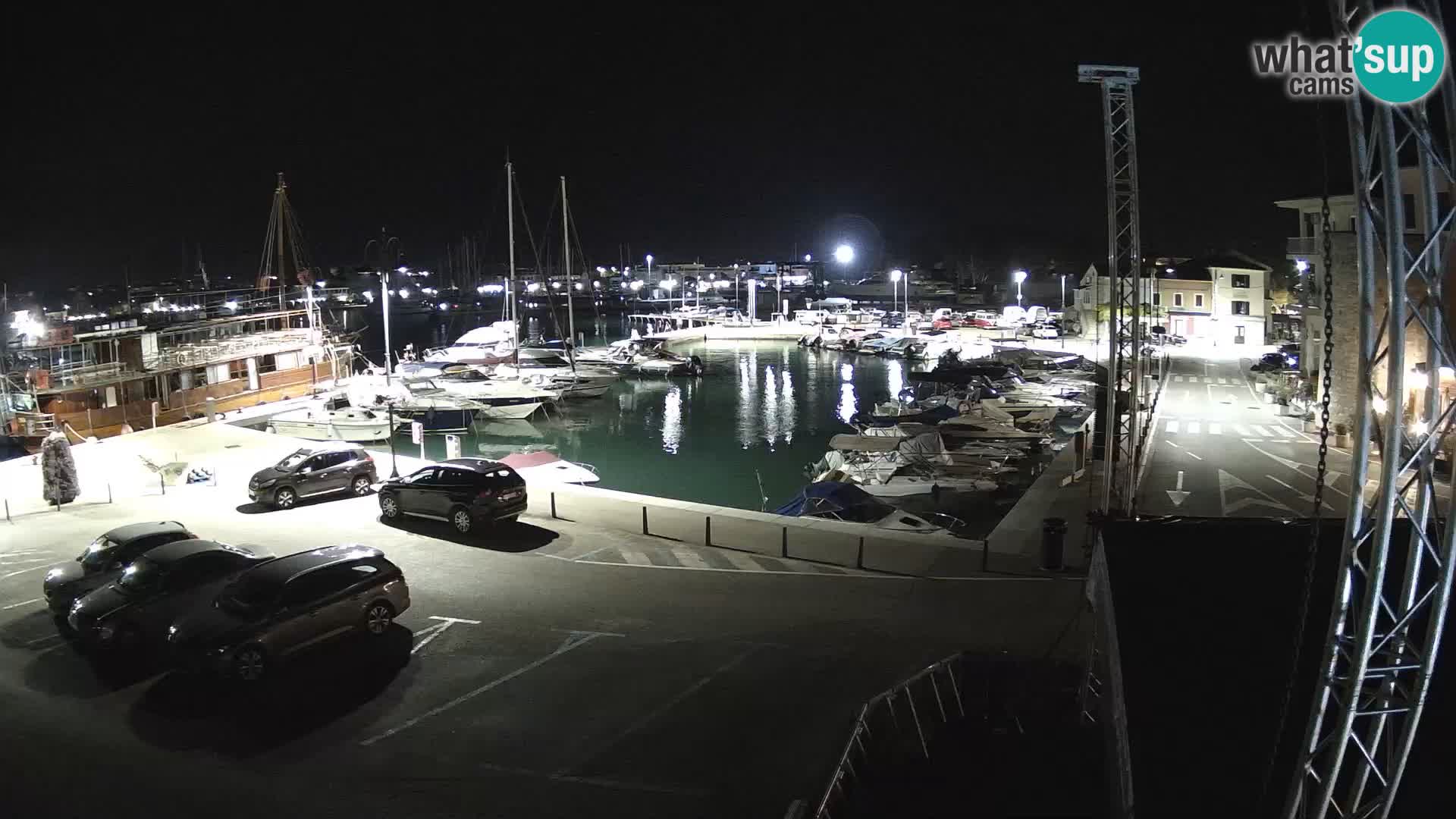 Novigrad | Porporela marina