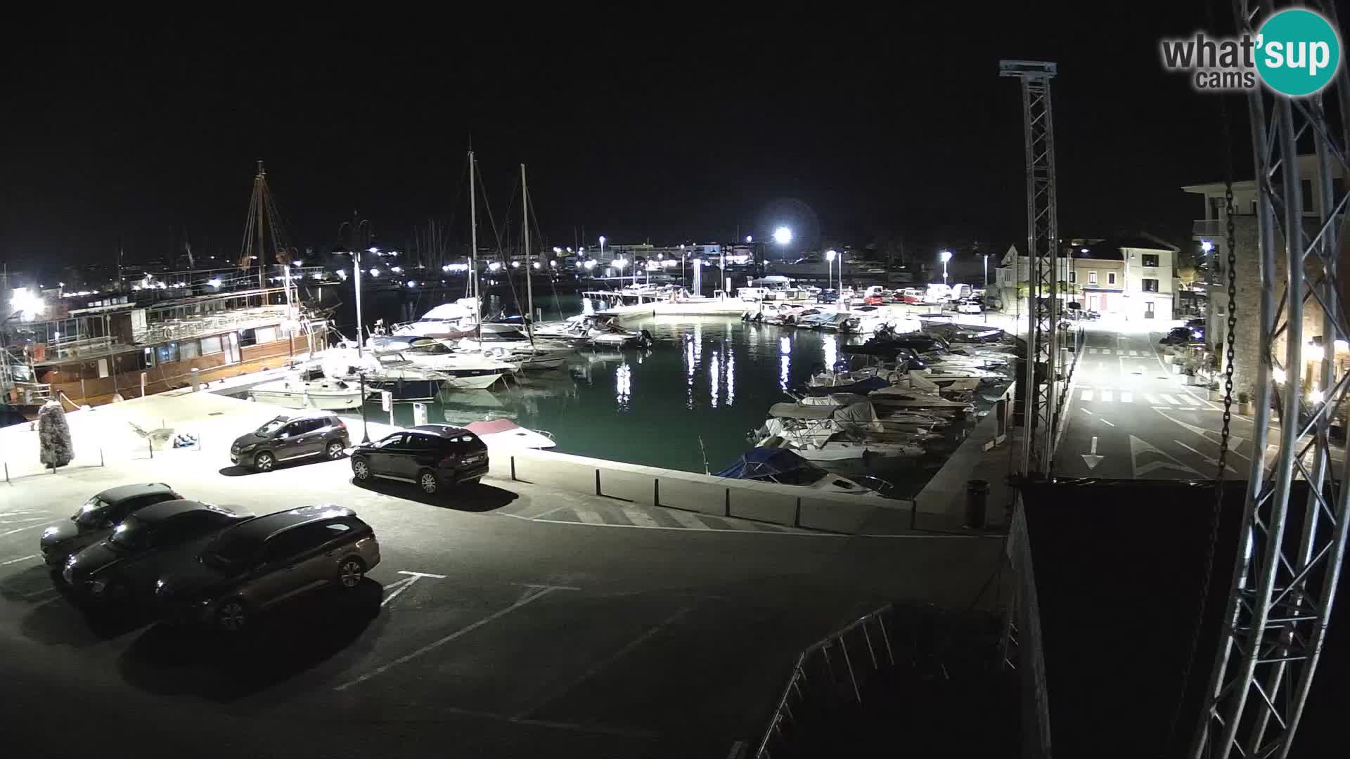 Novigrad | Porporela marina