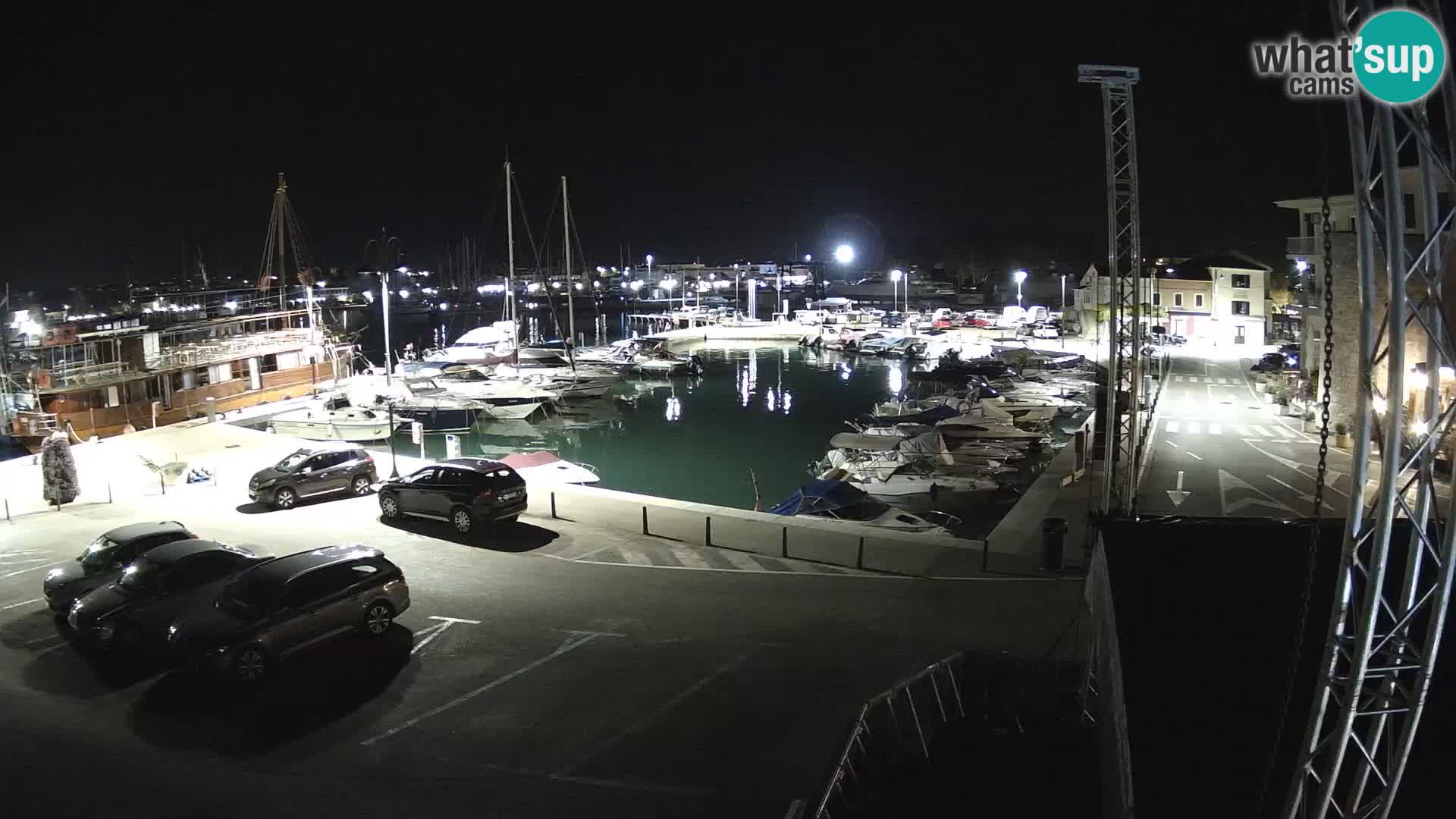 Novigrad | Porporela marina