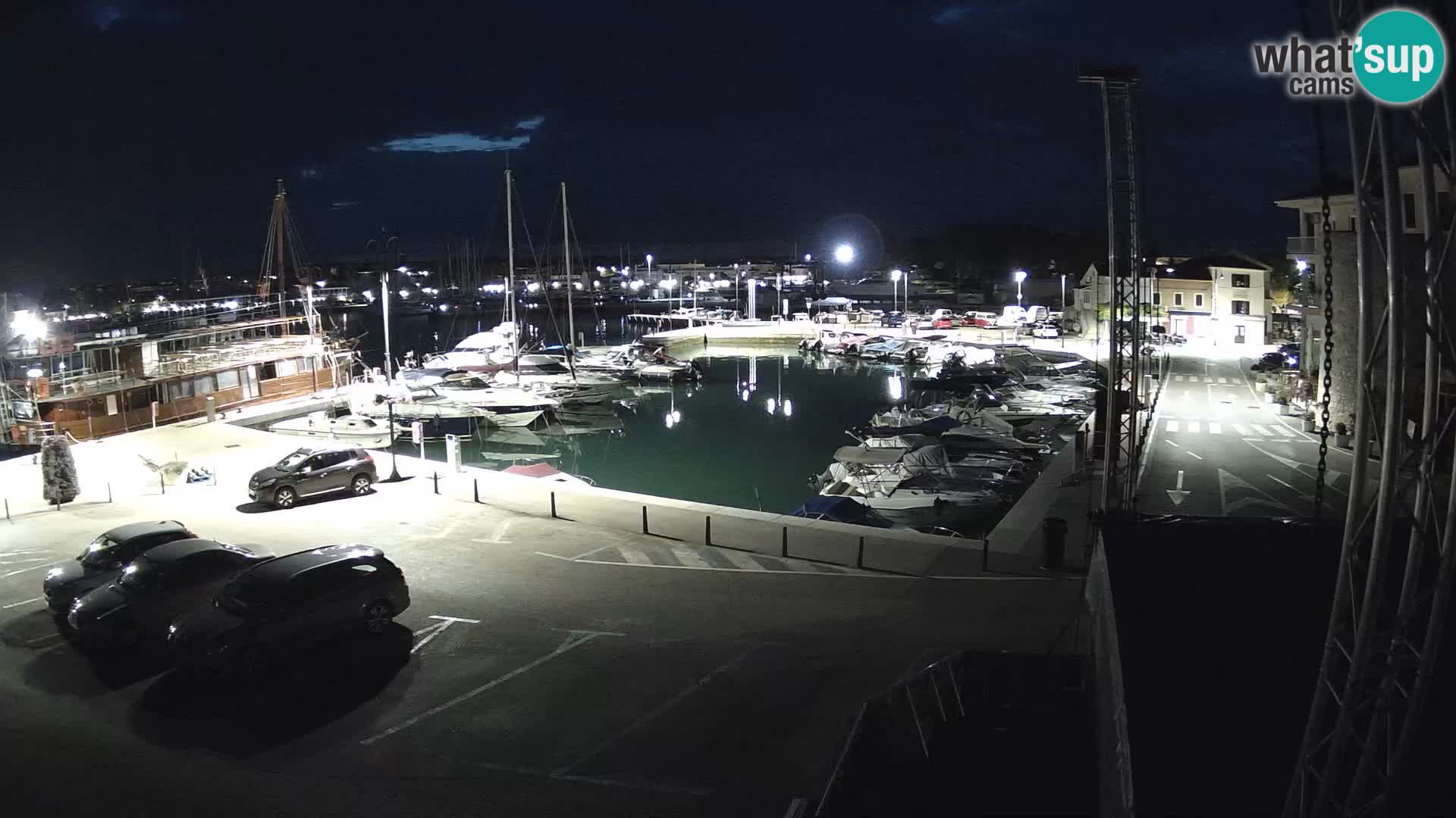 Novigrad | Porporela marina