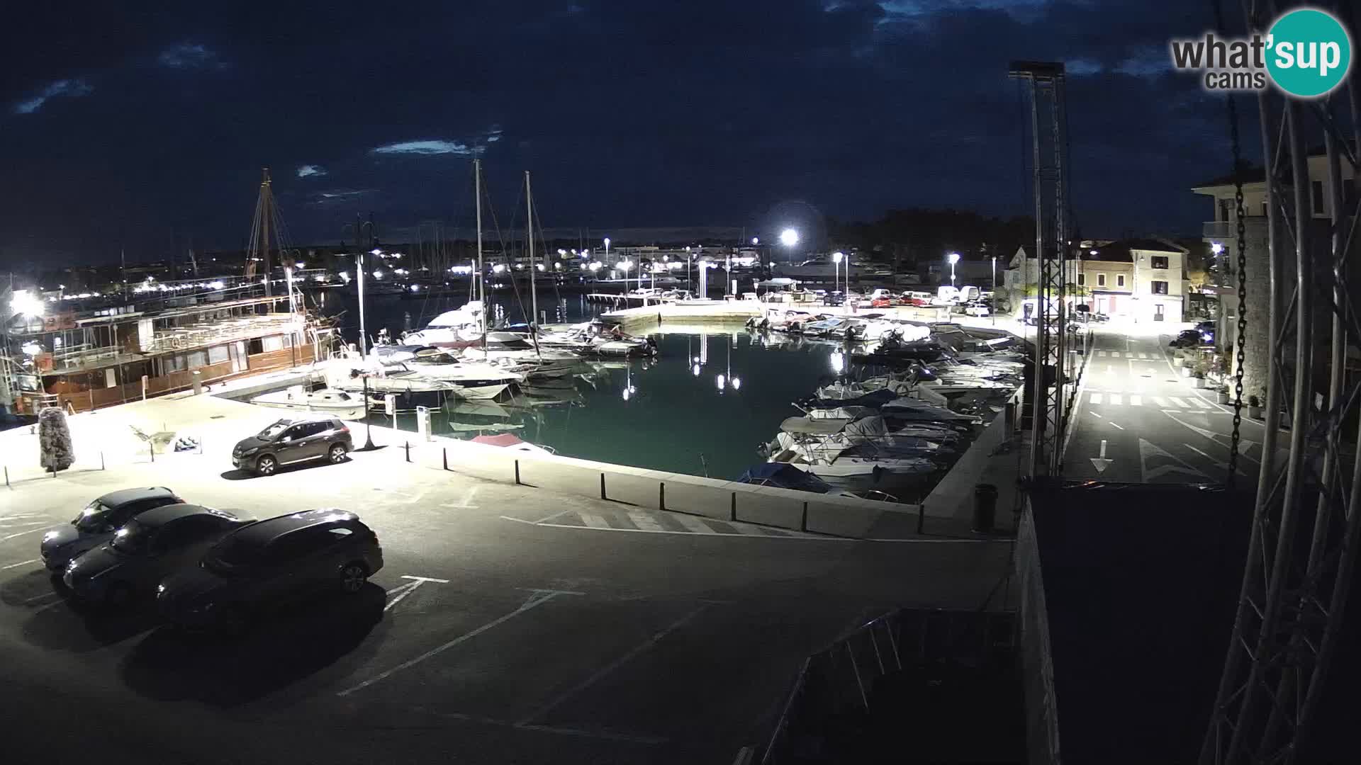 Novigrad | Porporela marina