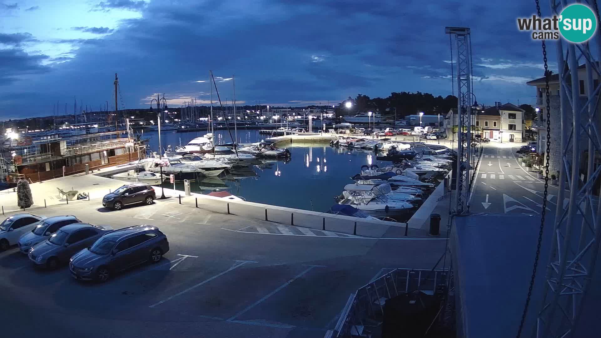 Novigrad | Porporela marina