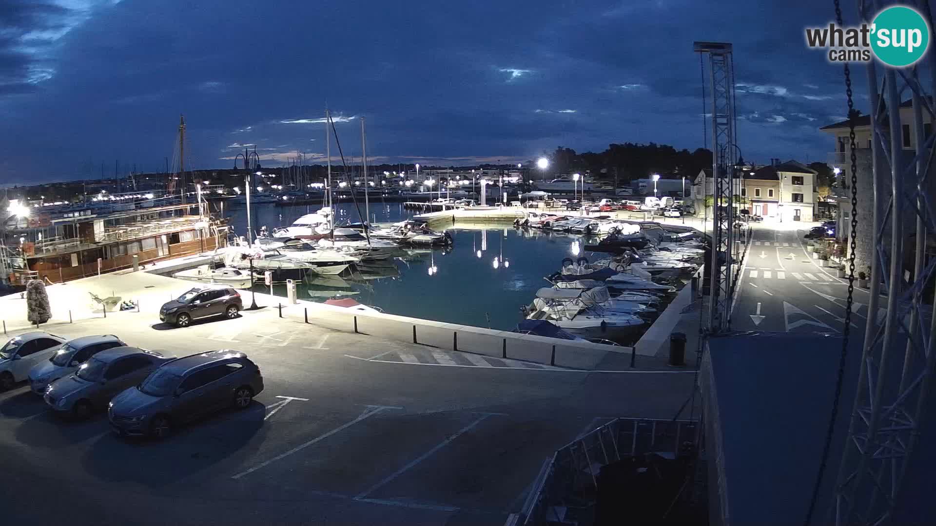 Novigrad | Porporela marina