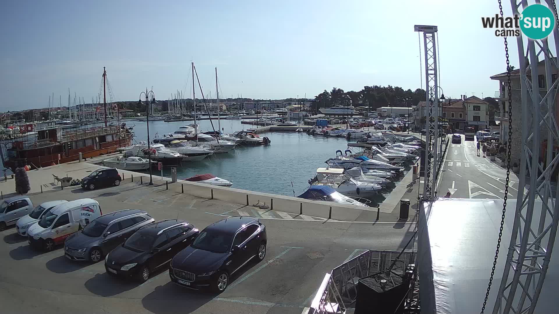 Novigrad | Porporela marina