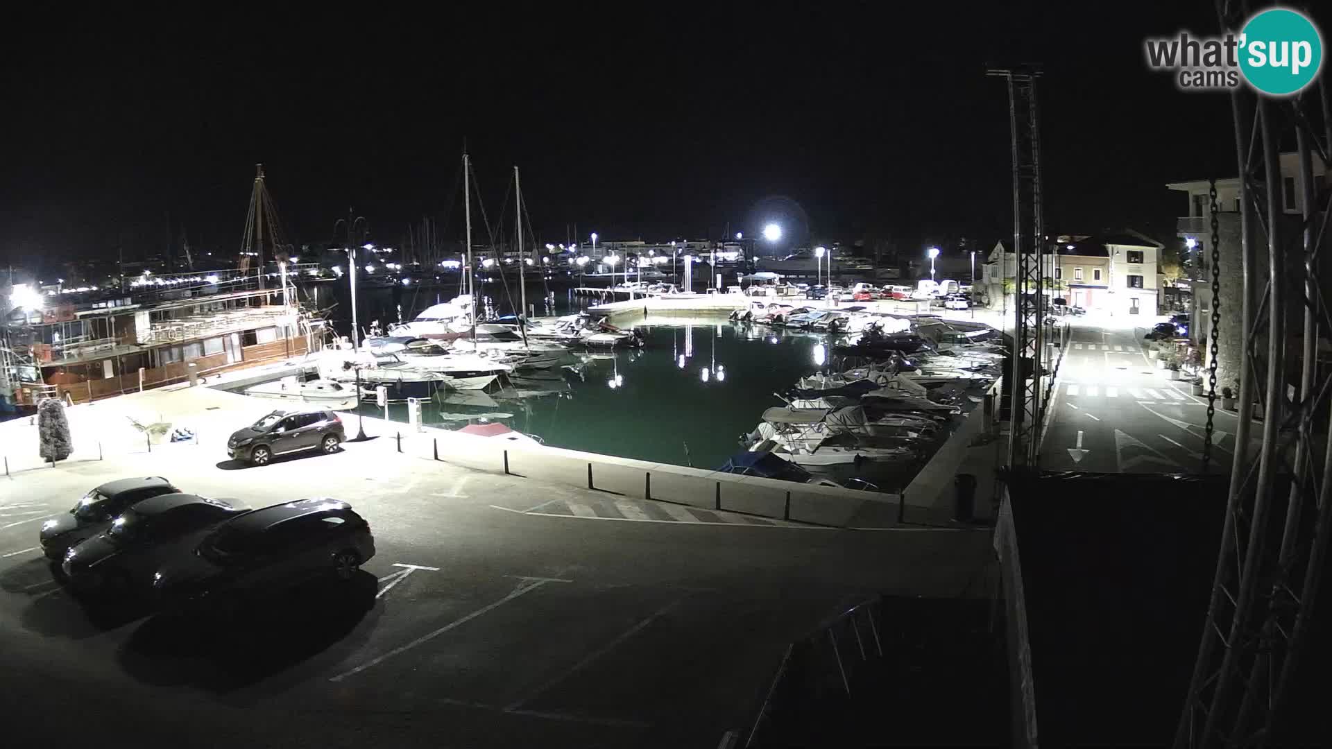 Novigrad | Porporela marina