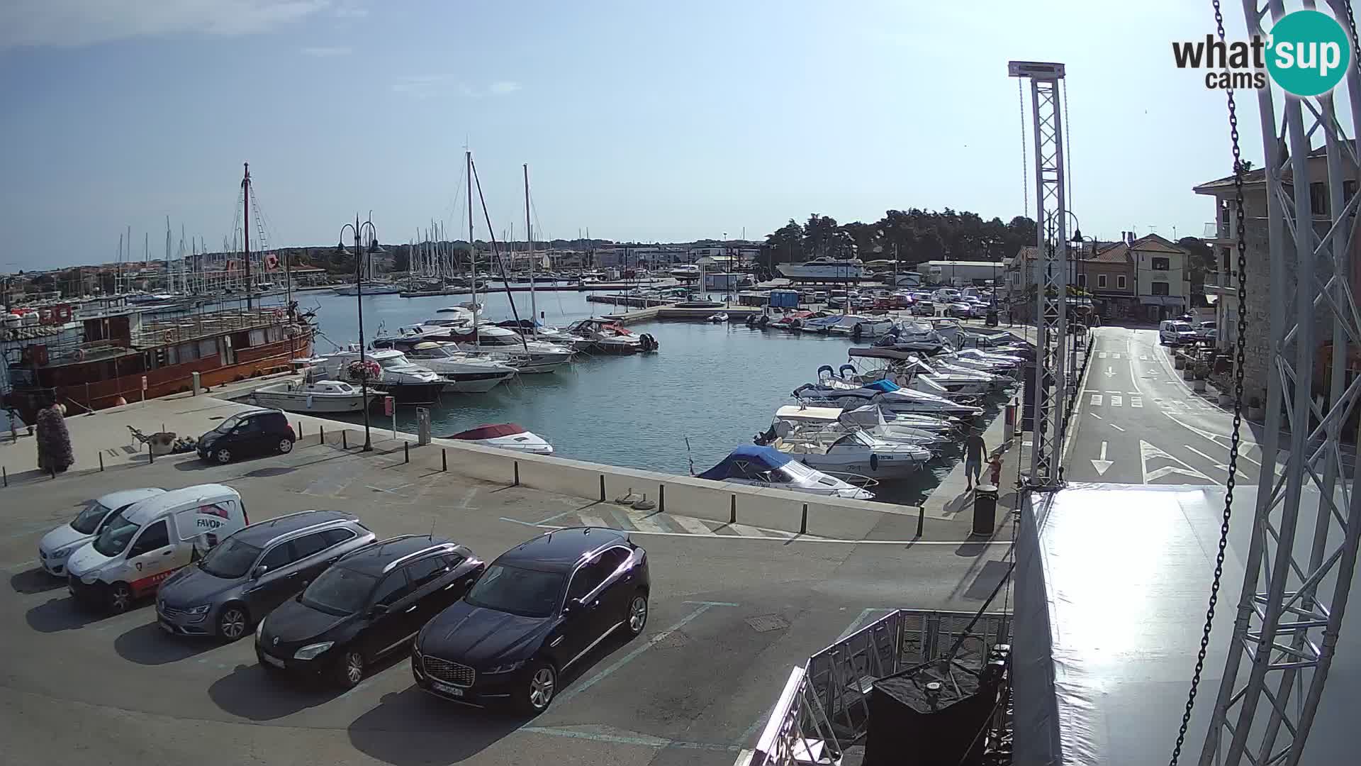 Novigrad | Porporela marina