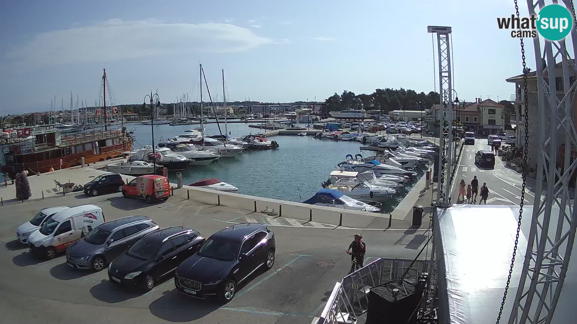 Novigrad | Porporela marina
