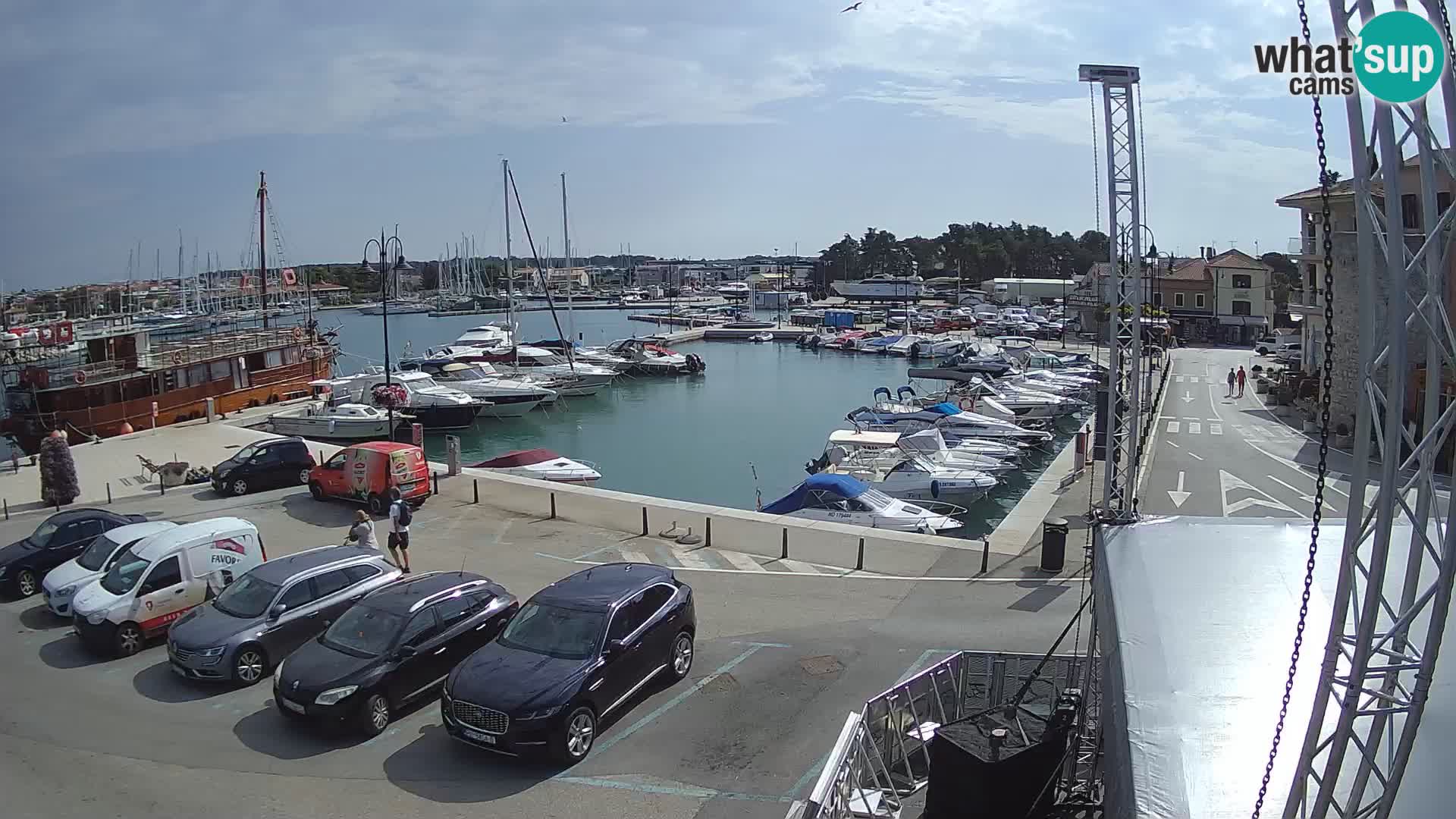 Novigrad | Porporela marina