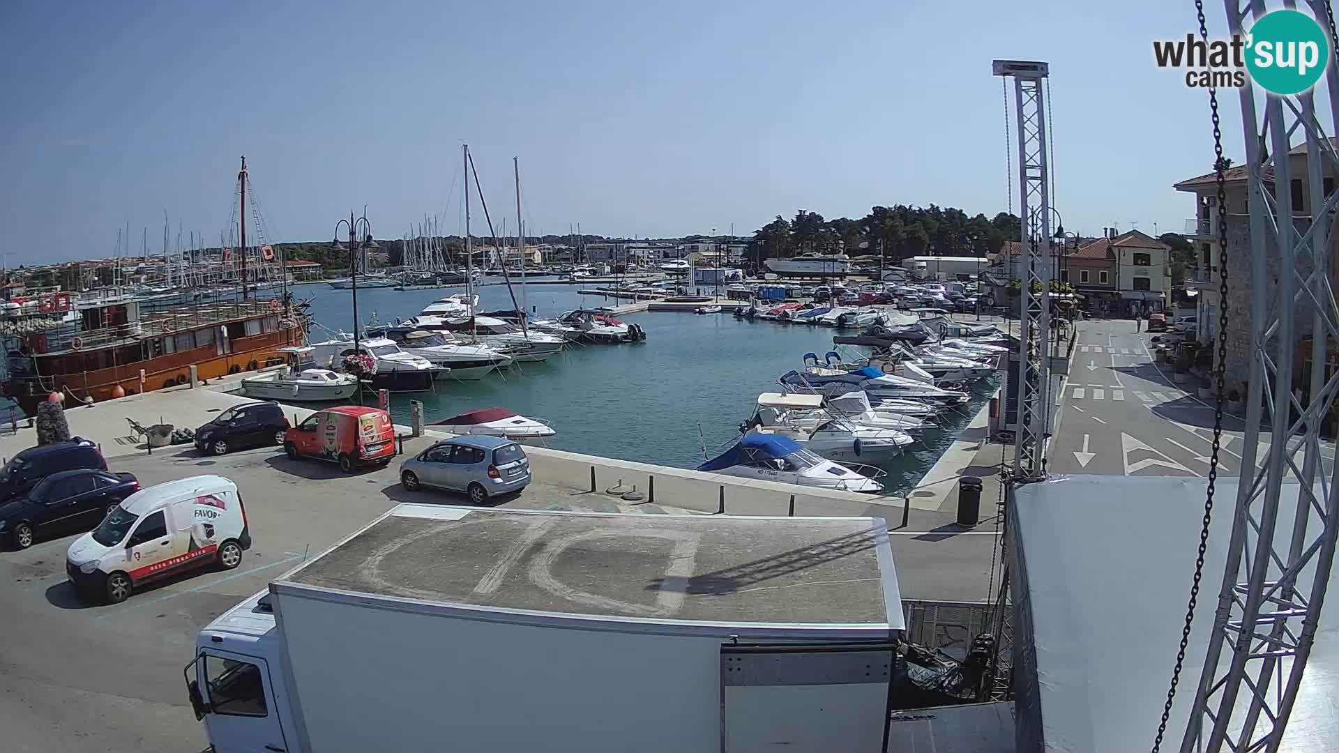 Novigrad | Porporela marina