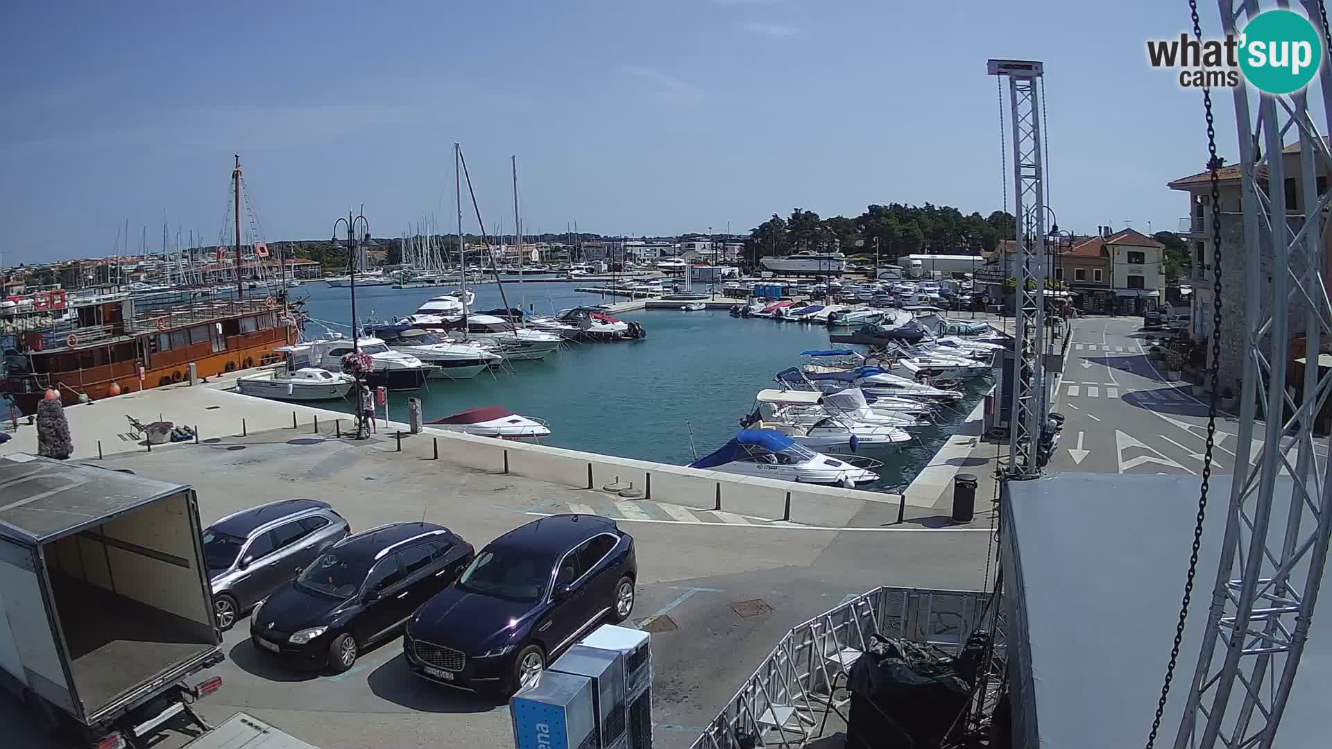 Novigrad | Porporela marina