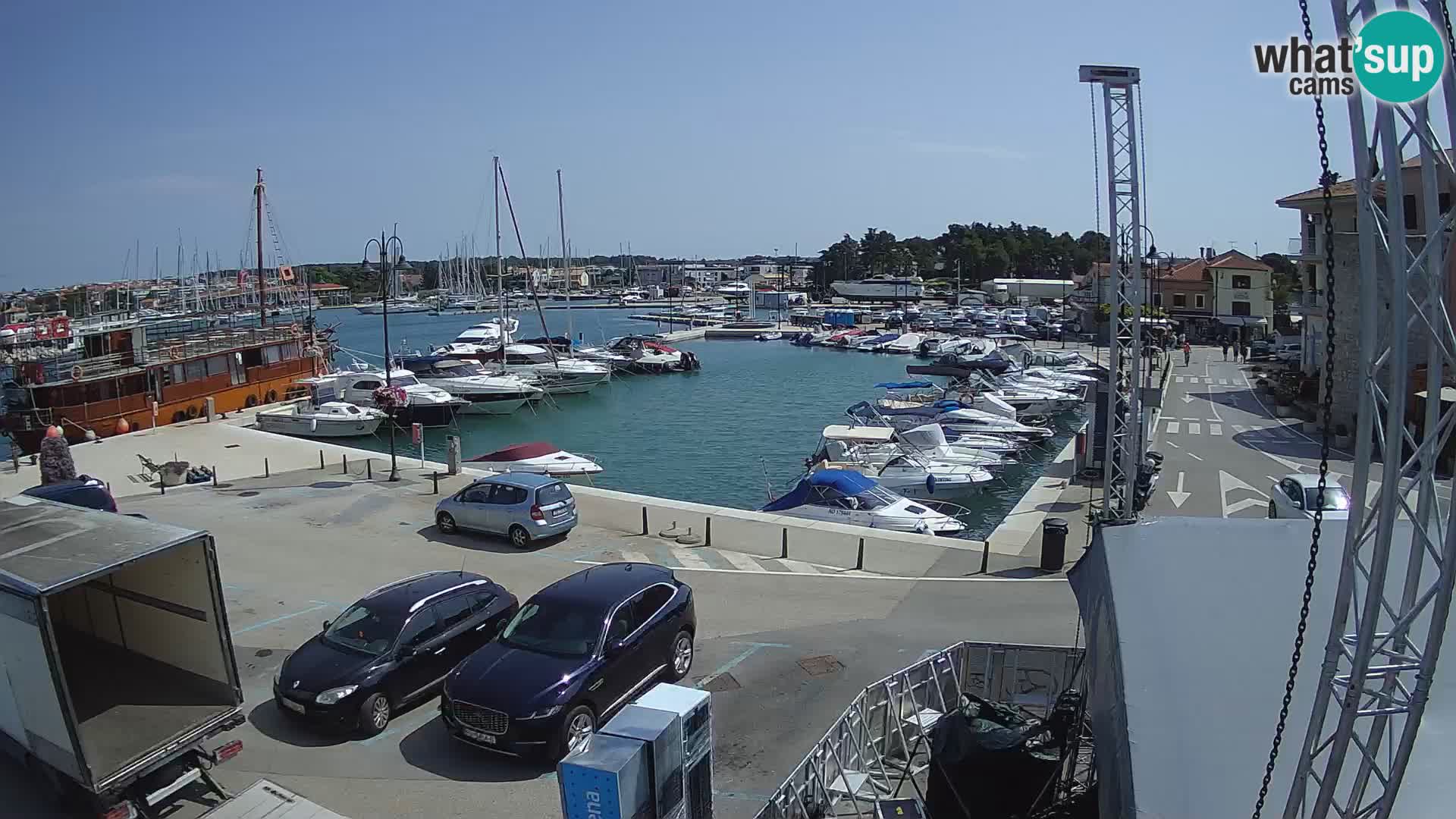 Novigrad | Porporela marina