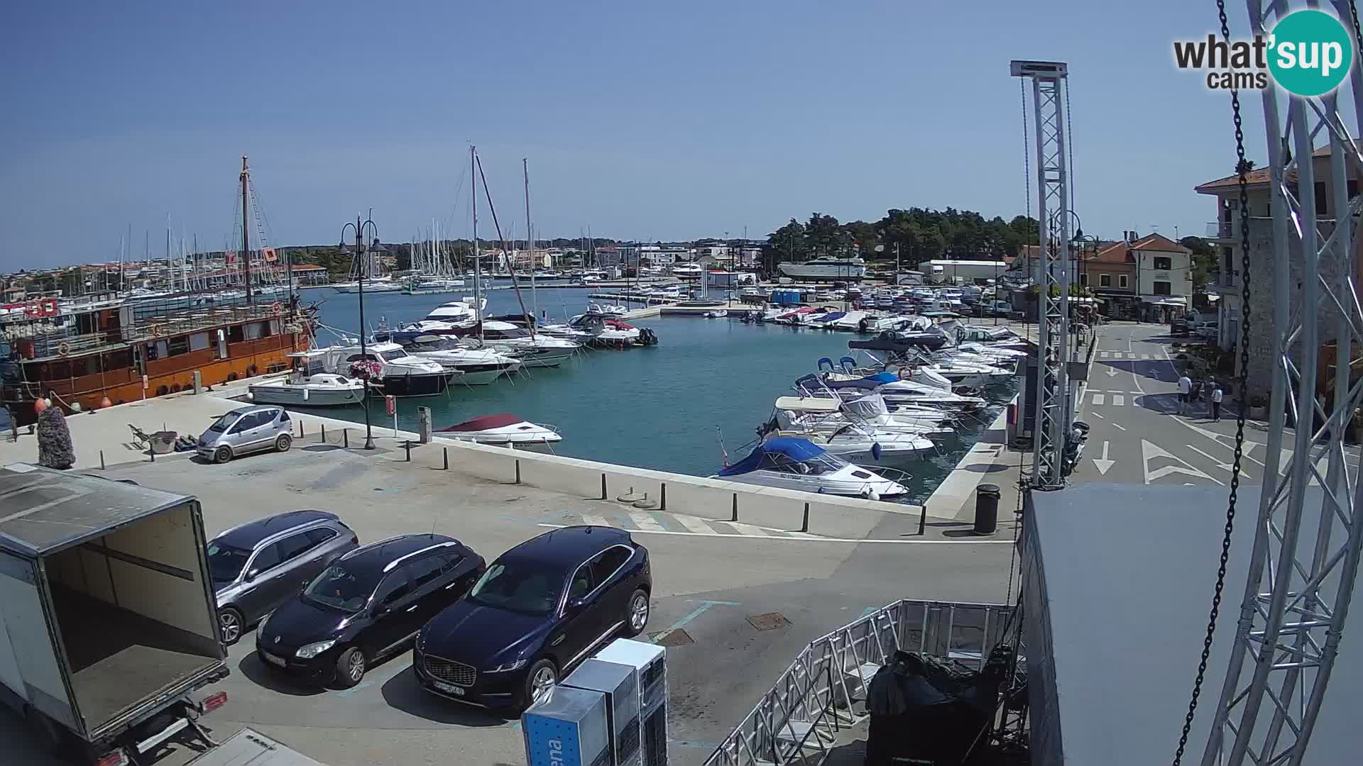 Novigrad | Porporela marina