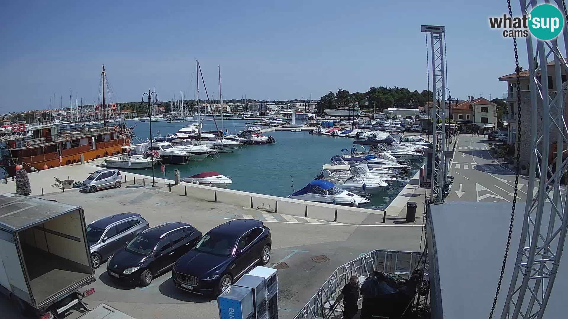 Novigrad | Porporela marina