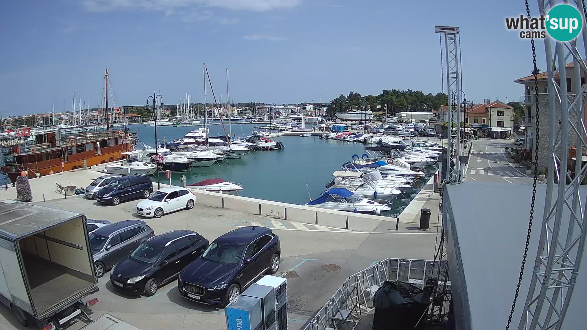 Novigrad | Porporela marina