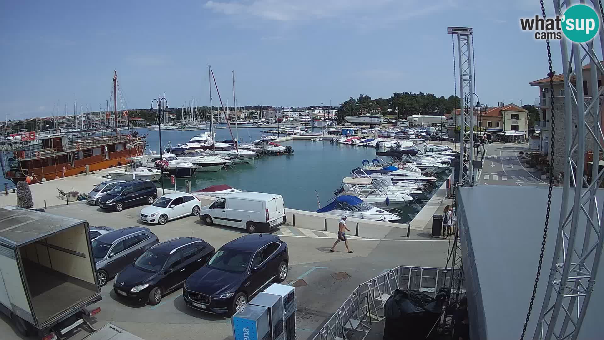 Novigrad | Porporela marina