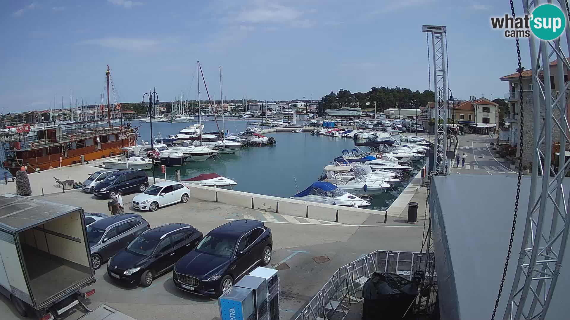 Novigrad | Porporela marina