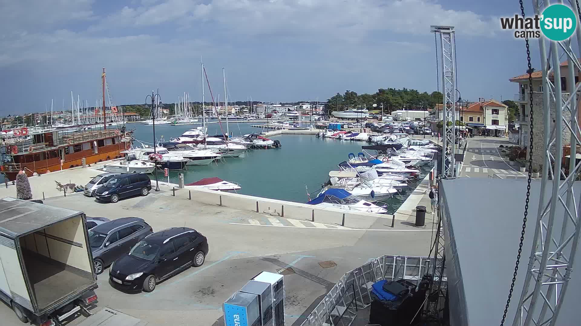 Novigrad | Porporela marina