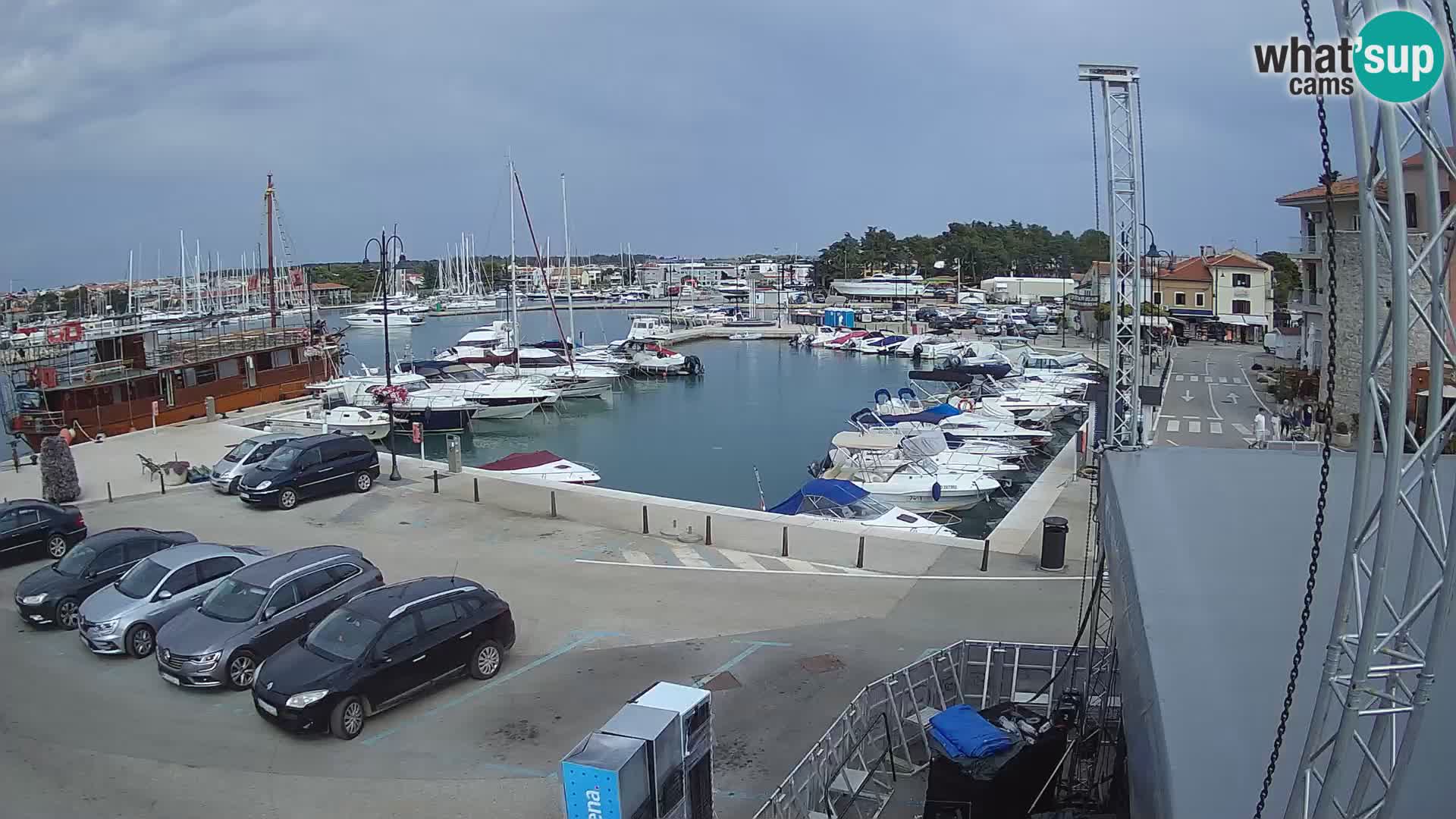 Novigrad | Porporela marina