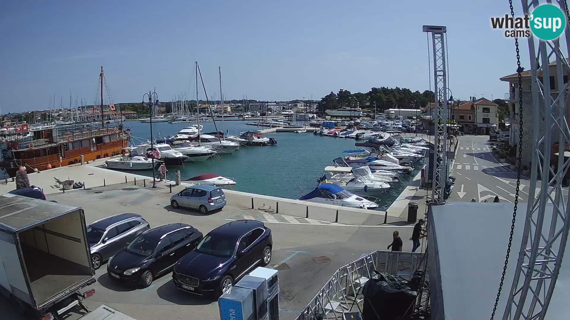 Novigrad | Porporela marina