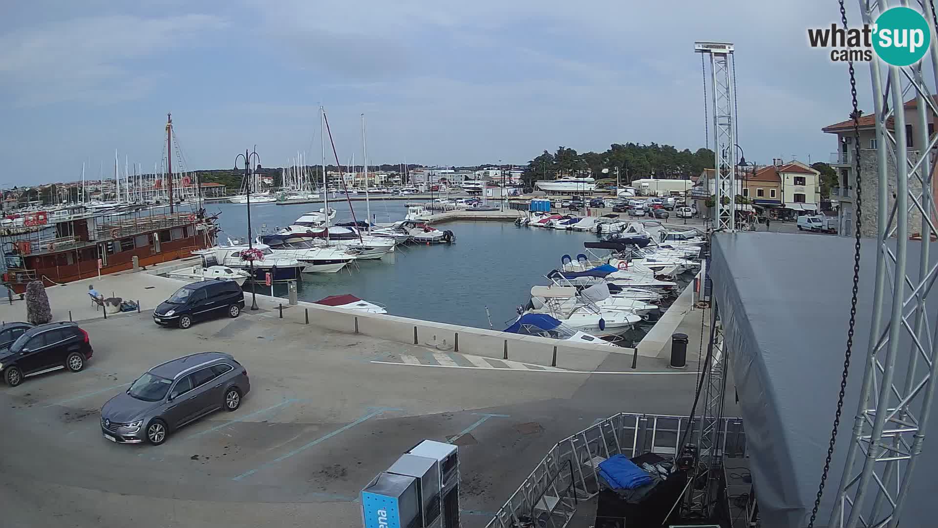 Novigrad | Porporela marina