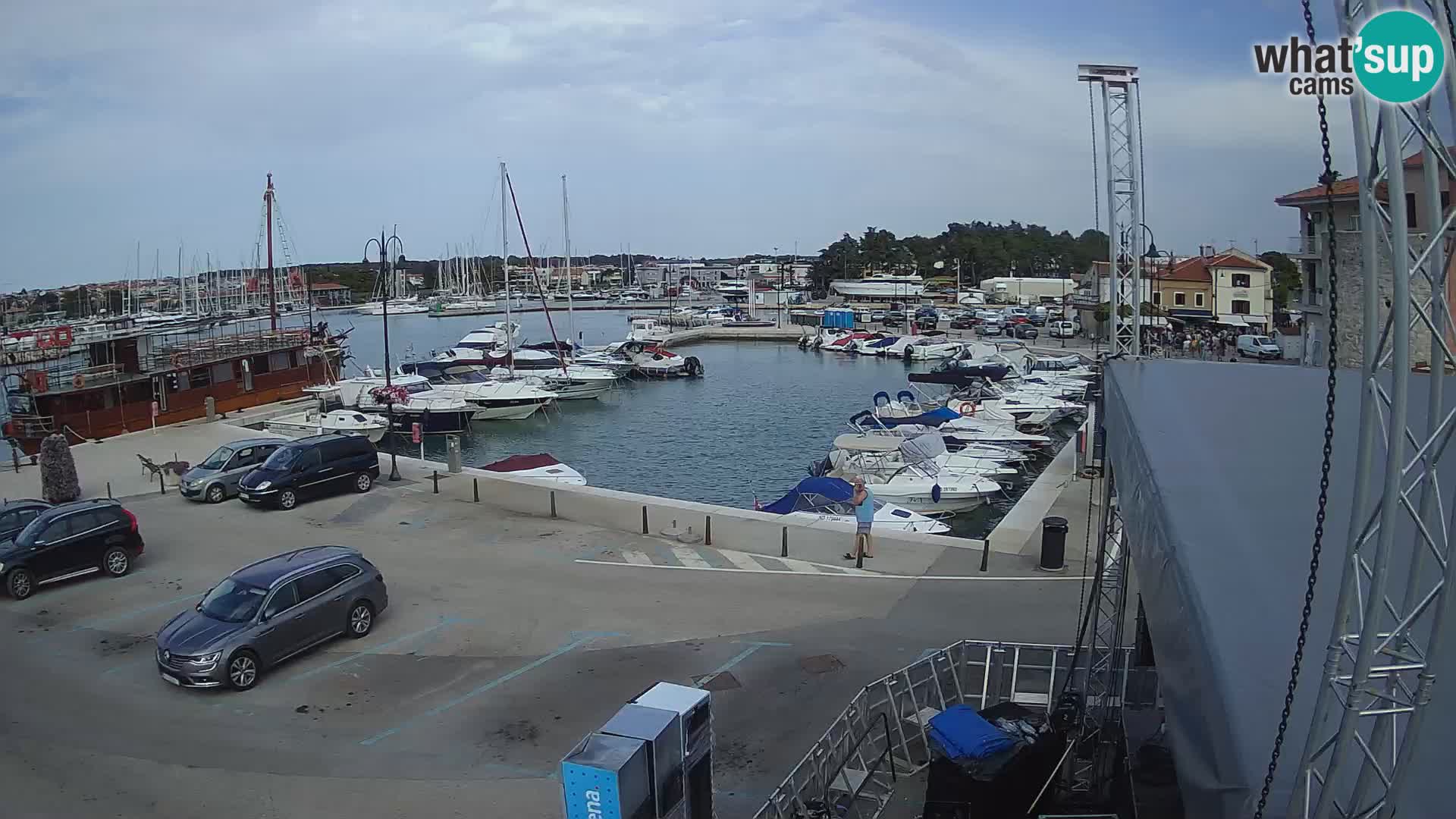 Novigrad | Porporela marina