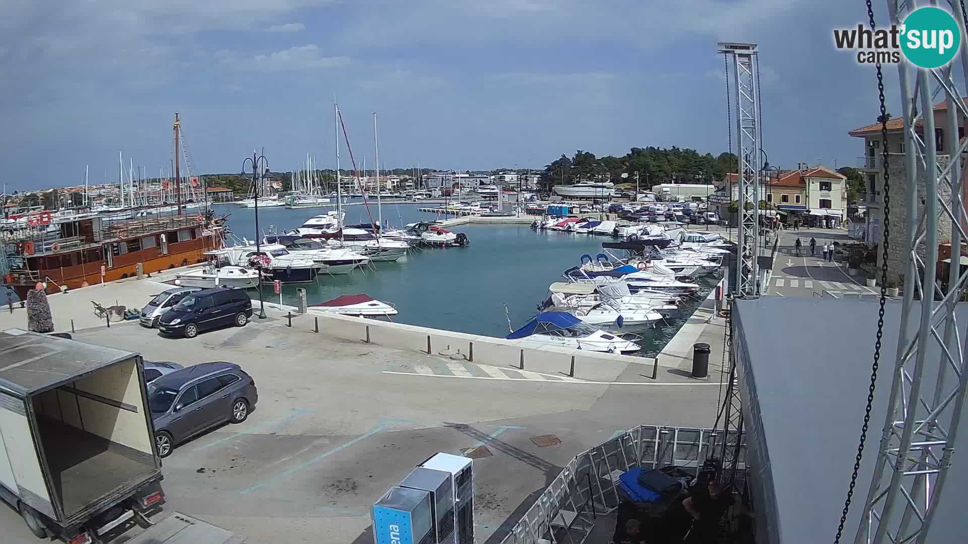 Novigrad | Porporela marina