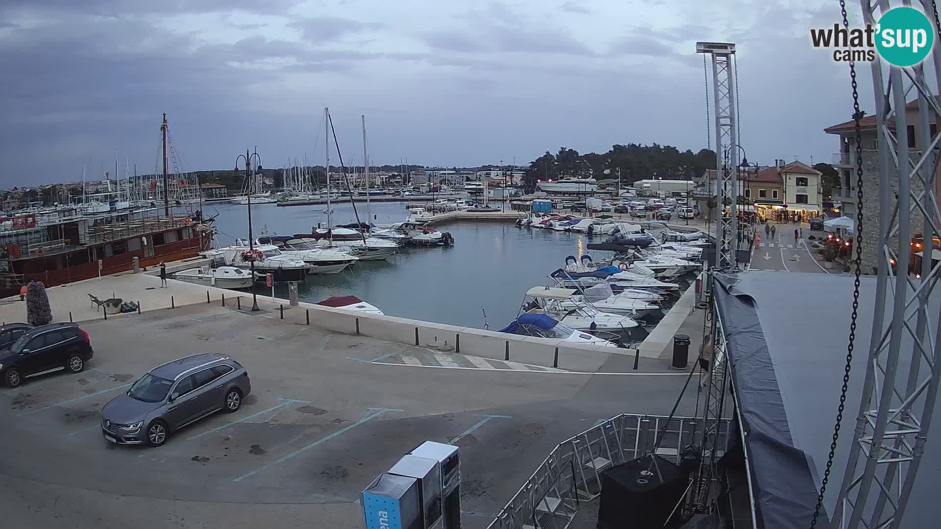 Novigrad | Porporela marina