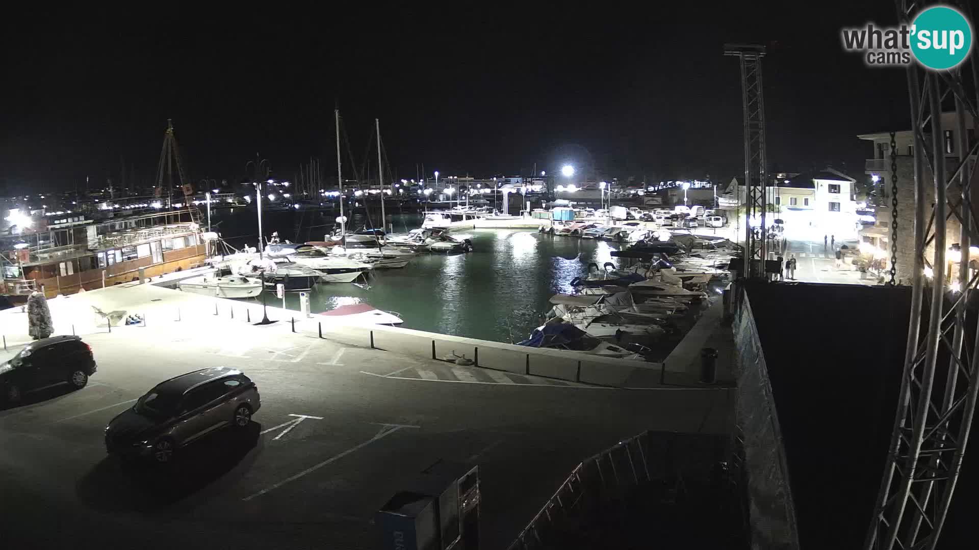 Novigrad | Porporela marina